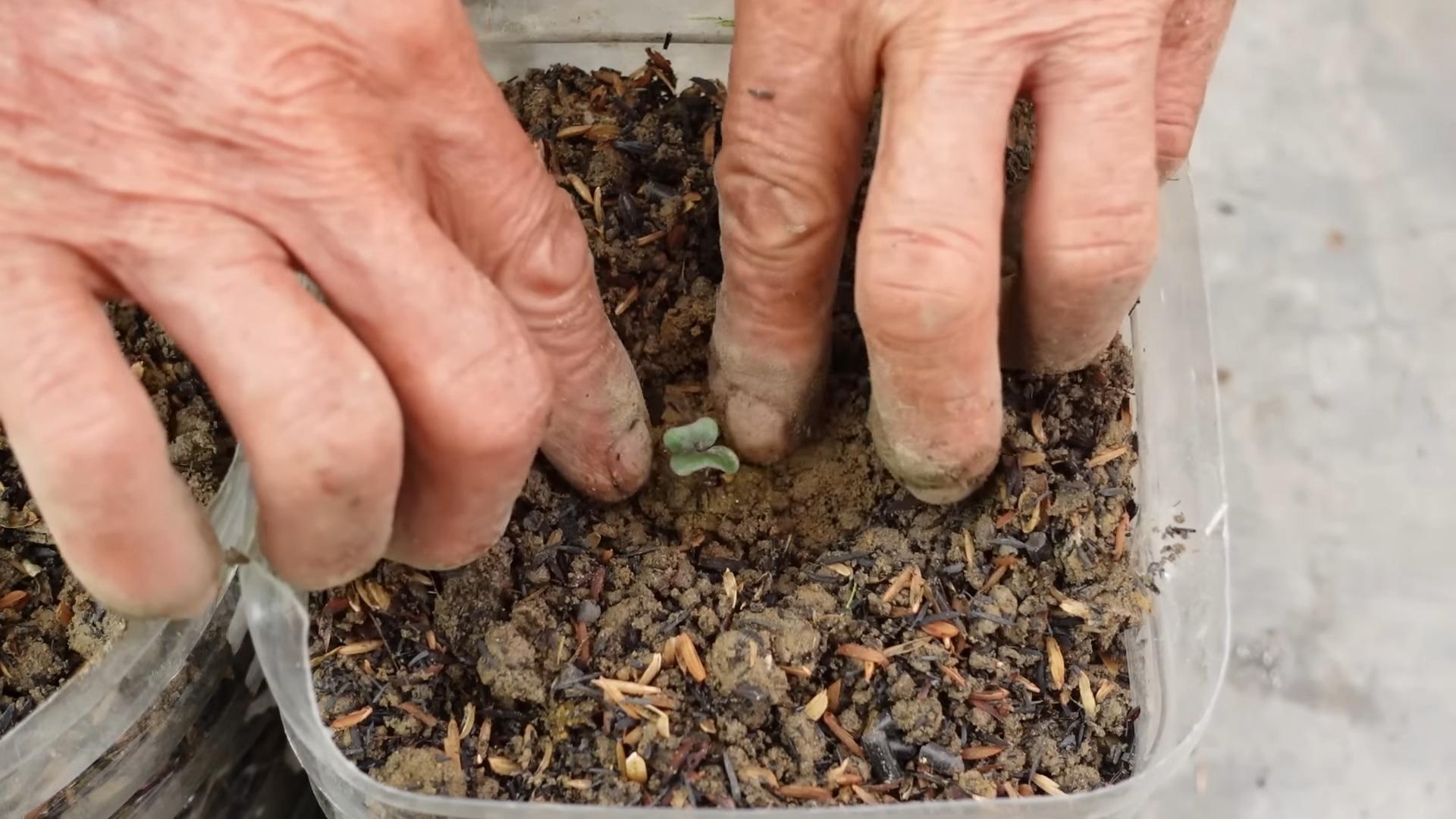 Grow Purple Cabbage at Home