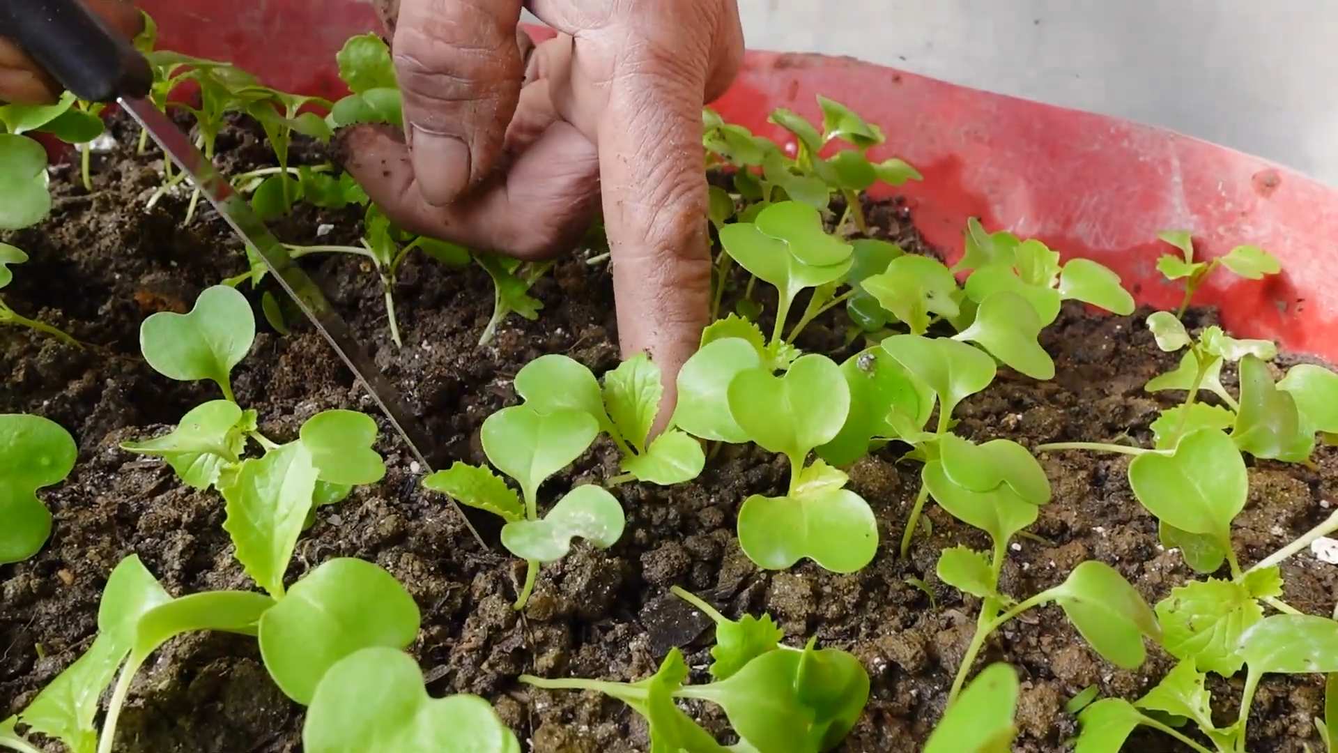 Indoor vegetable garden setup