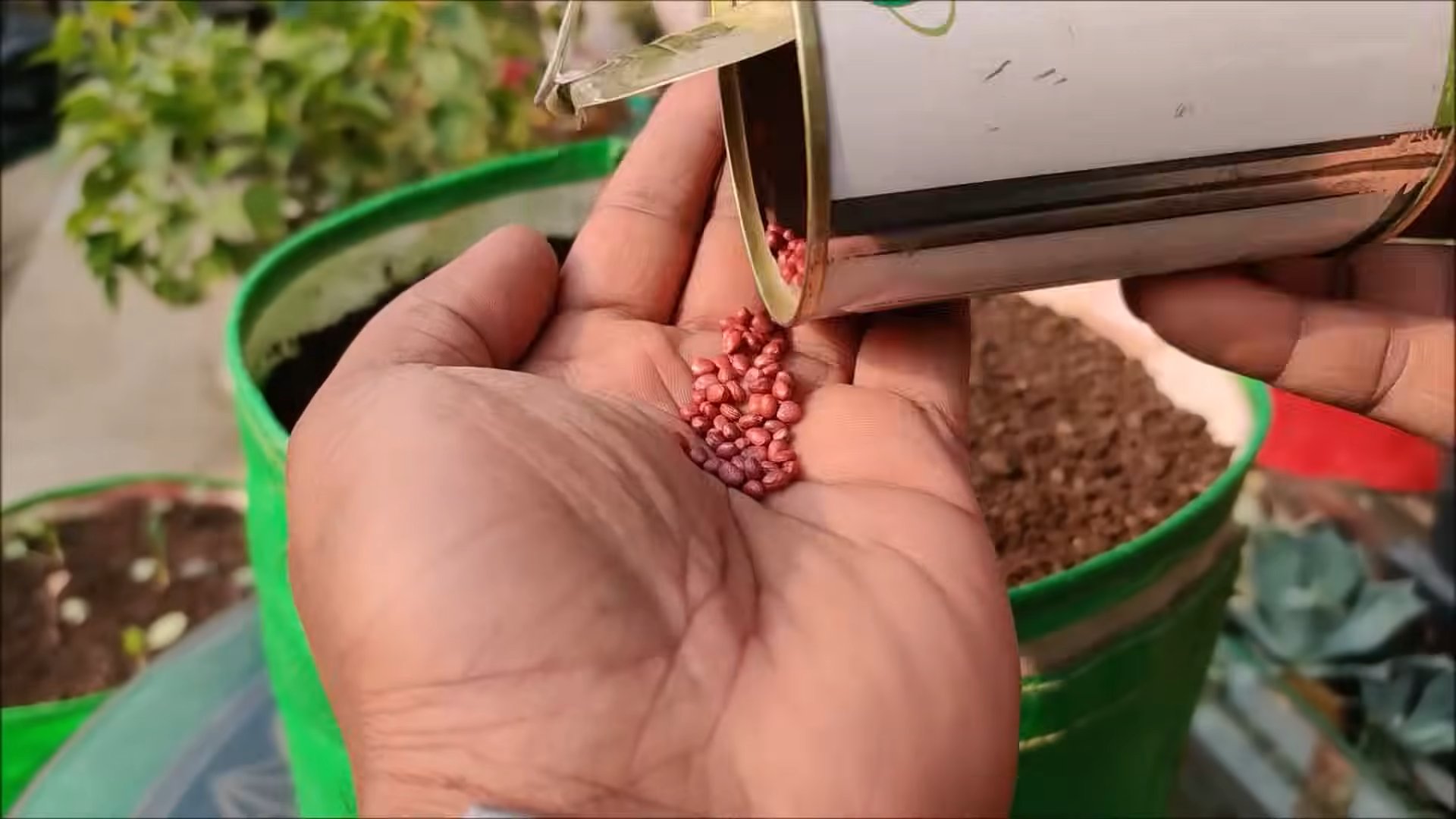 Grow white radish fast