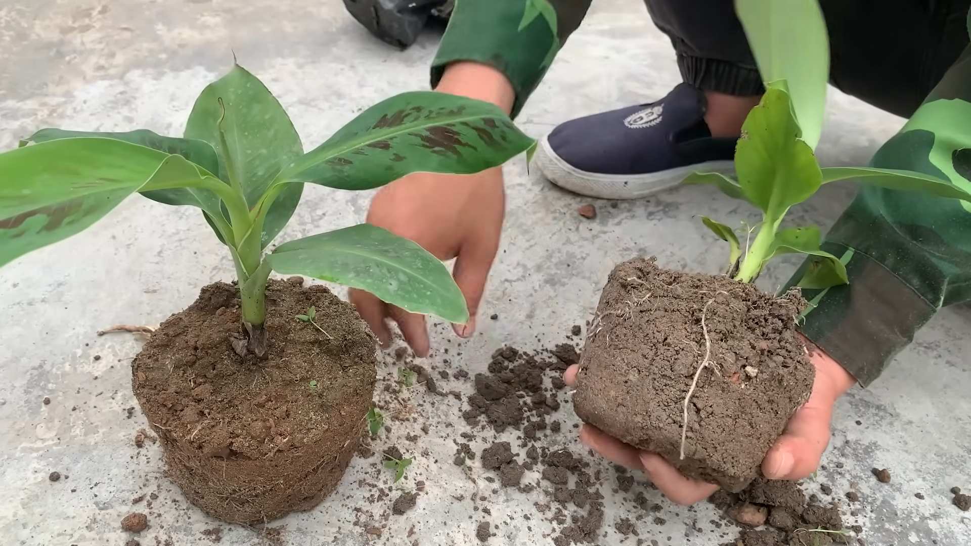 Banana plant propagation