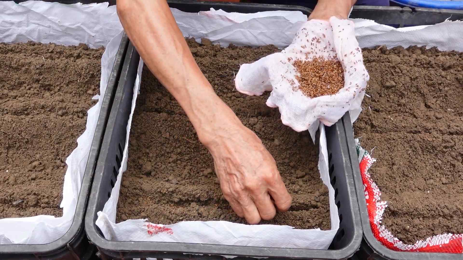 Growing carrots at home