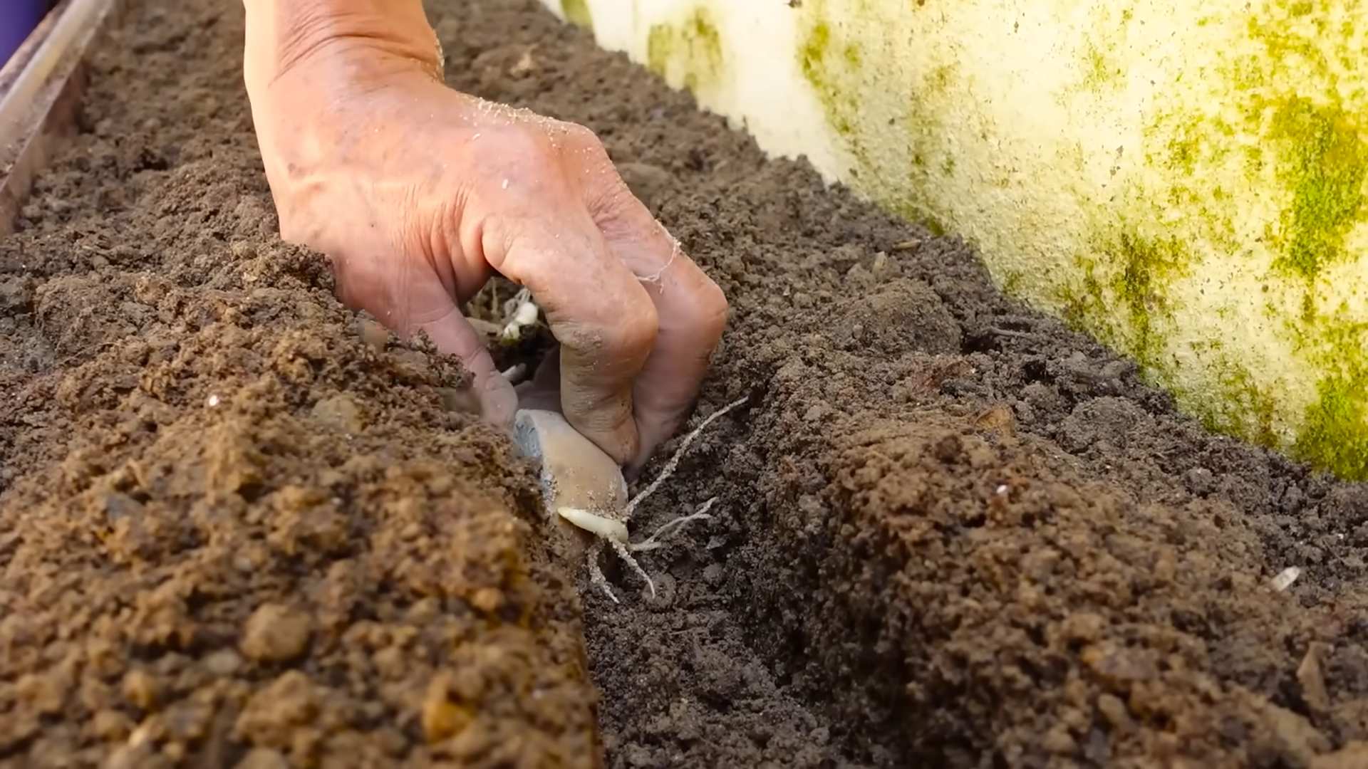 Grow Potatoes for Big Harvest