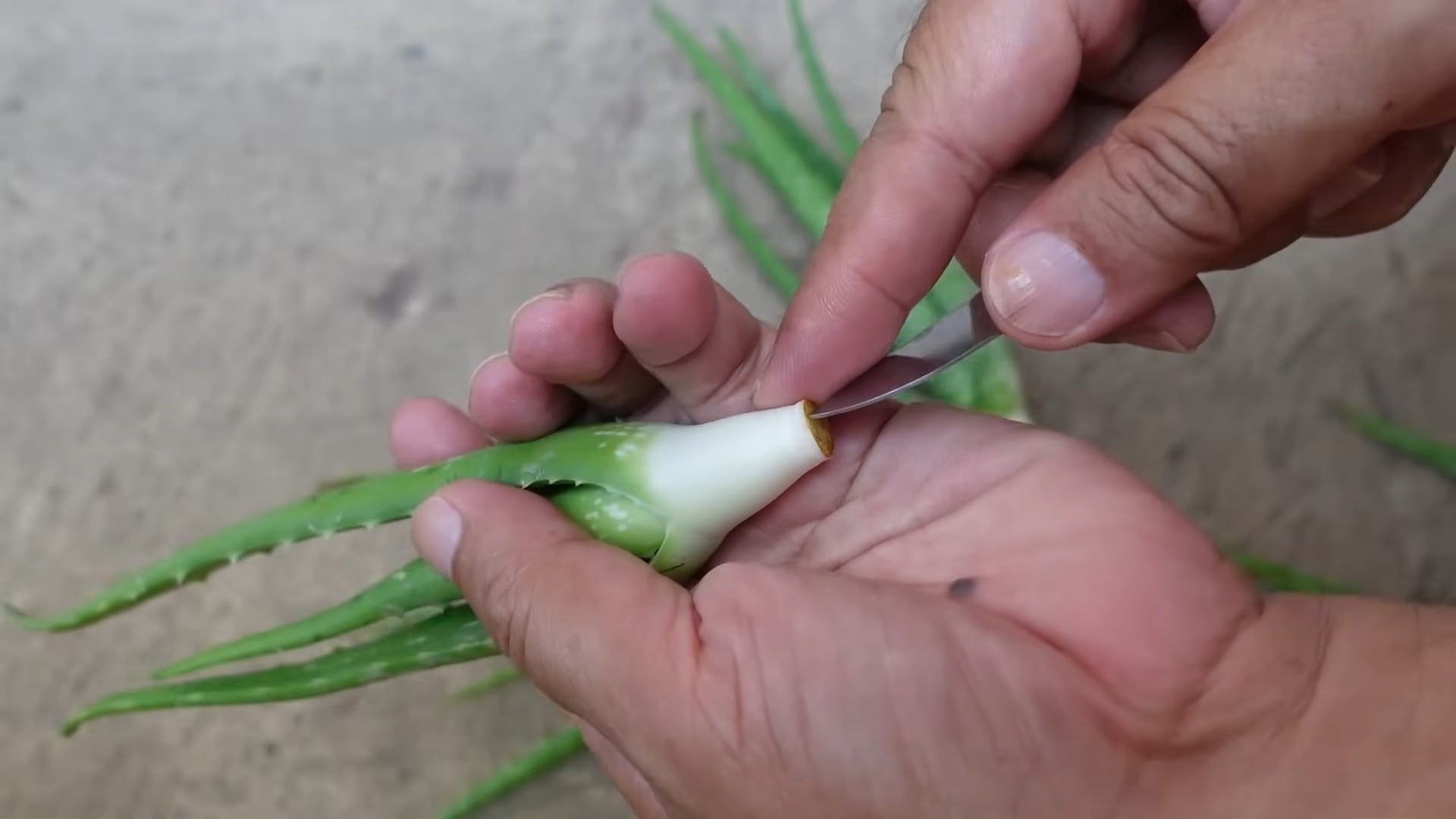 Aloe vera leaf propagation