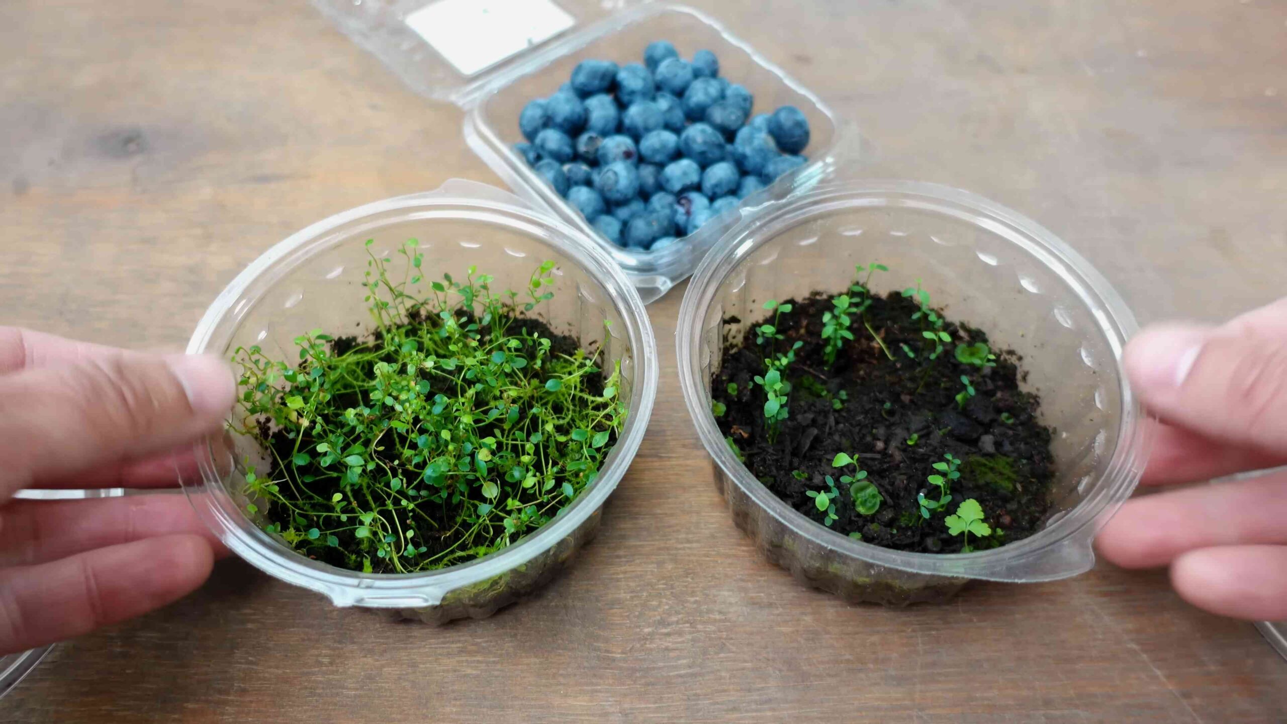 Plant blueberries from seeds