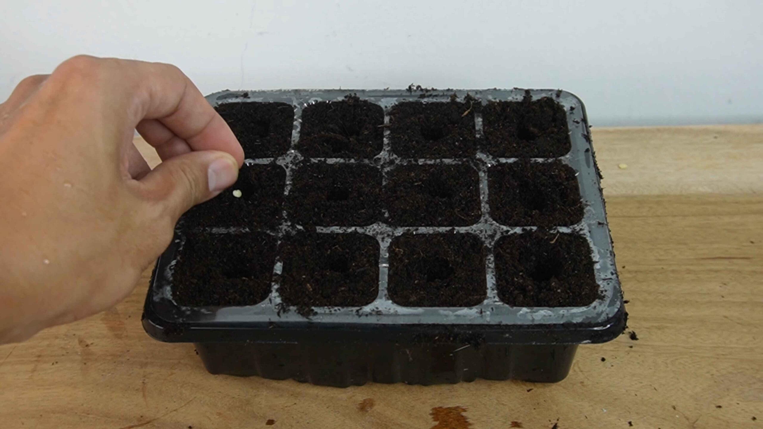Grow Bell Peppers from Seed