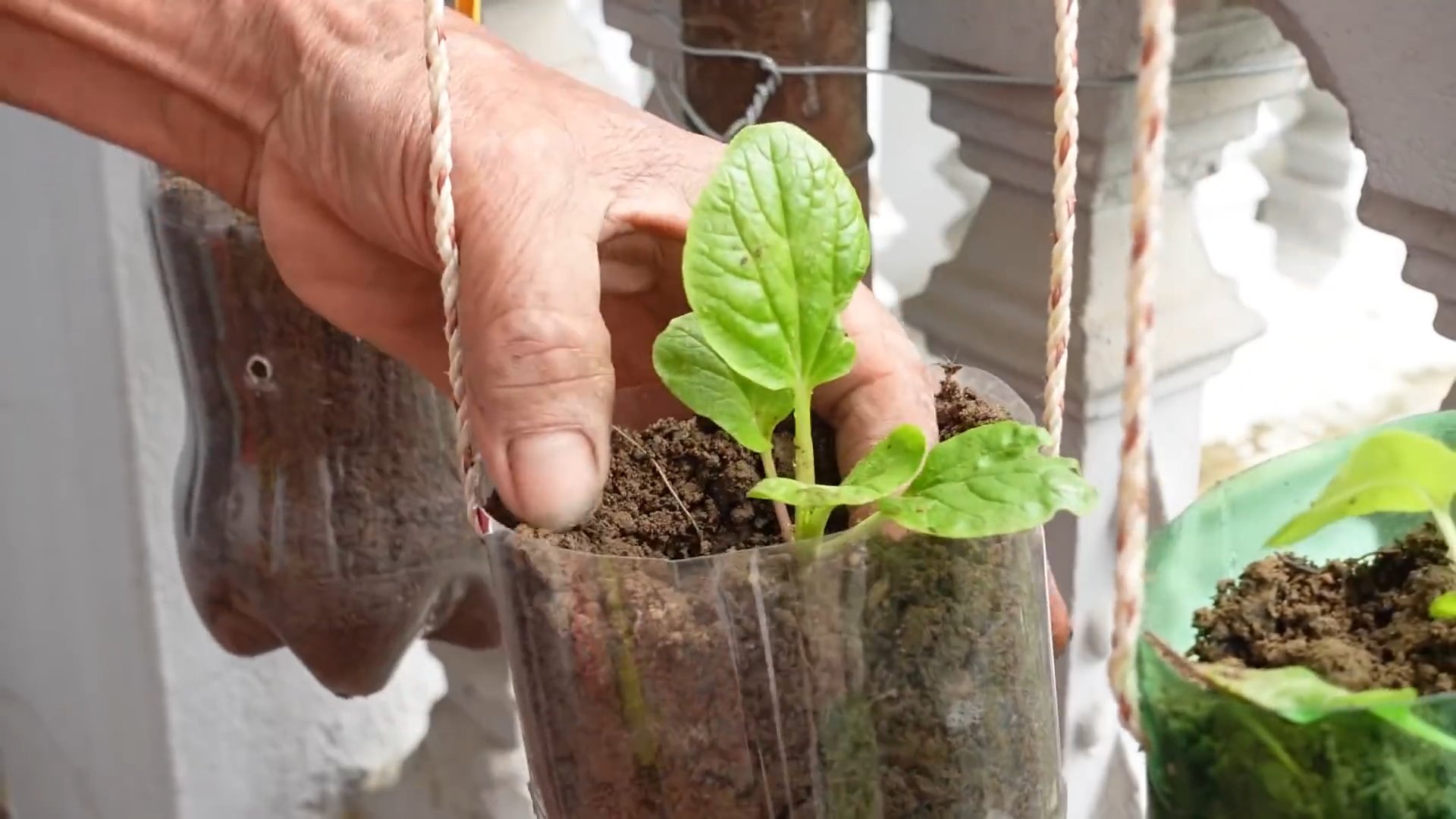 Balcony vegetable garden ideas
