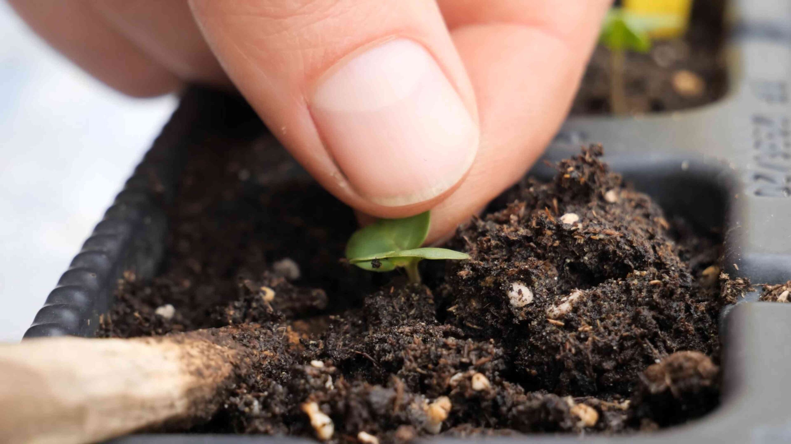 Growing pointed cabbage at home