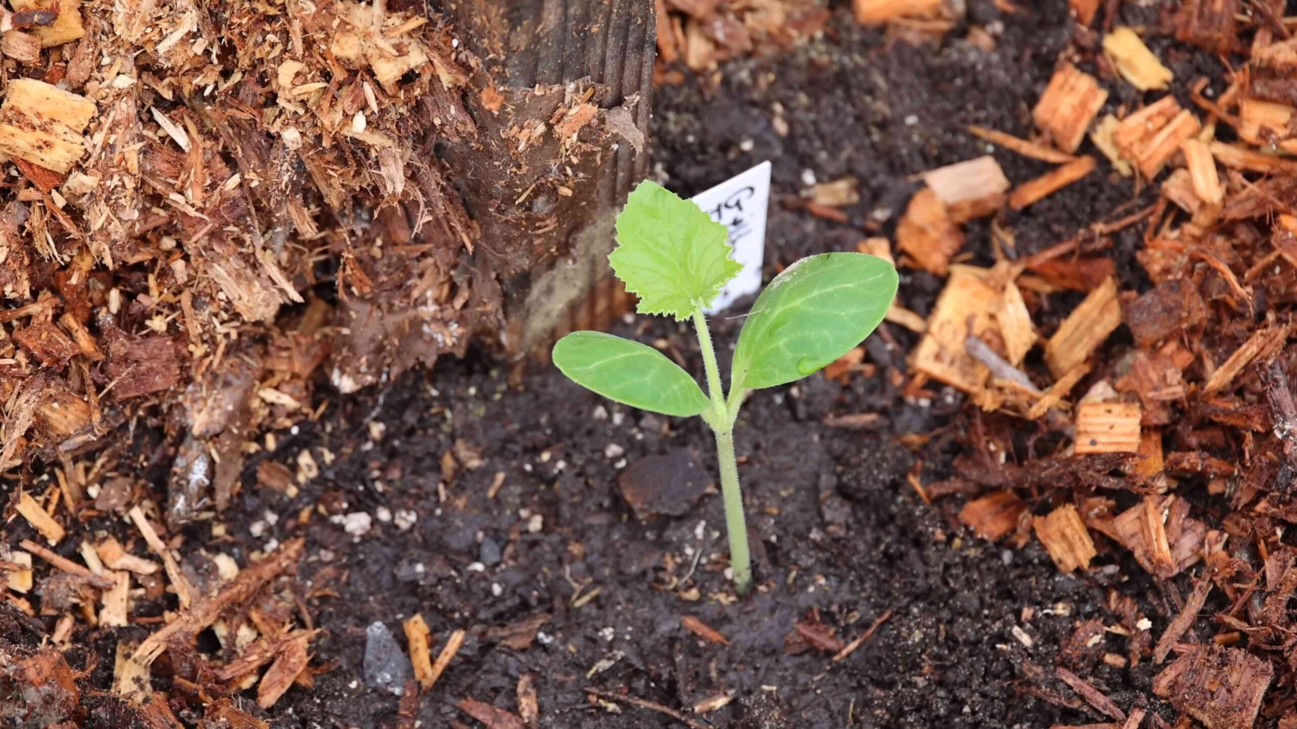 Grow squash vertically