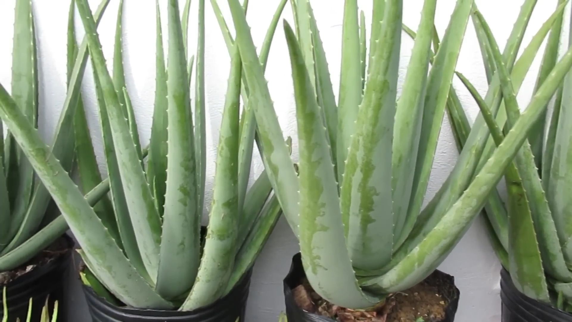 Growing aloe vera from leaf