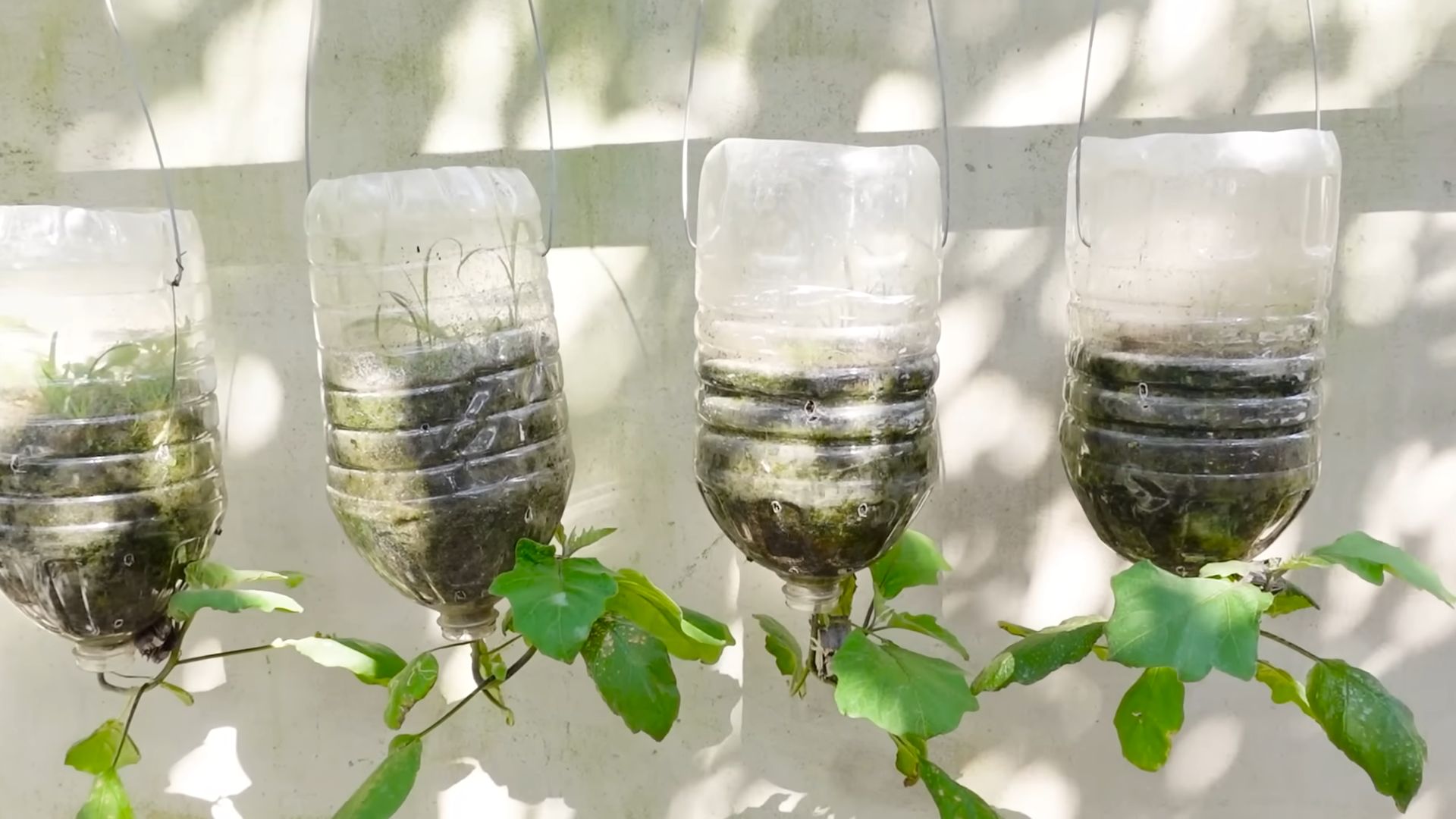 Grow Eggplant at Home