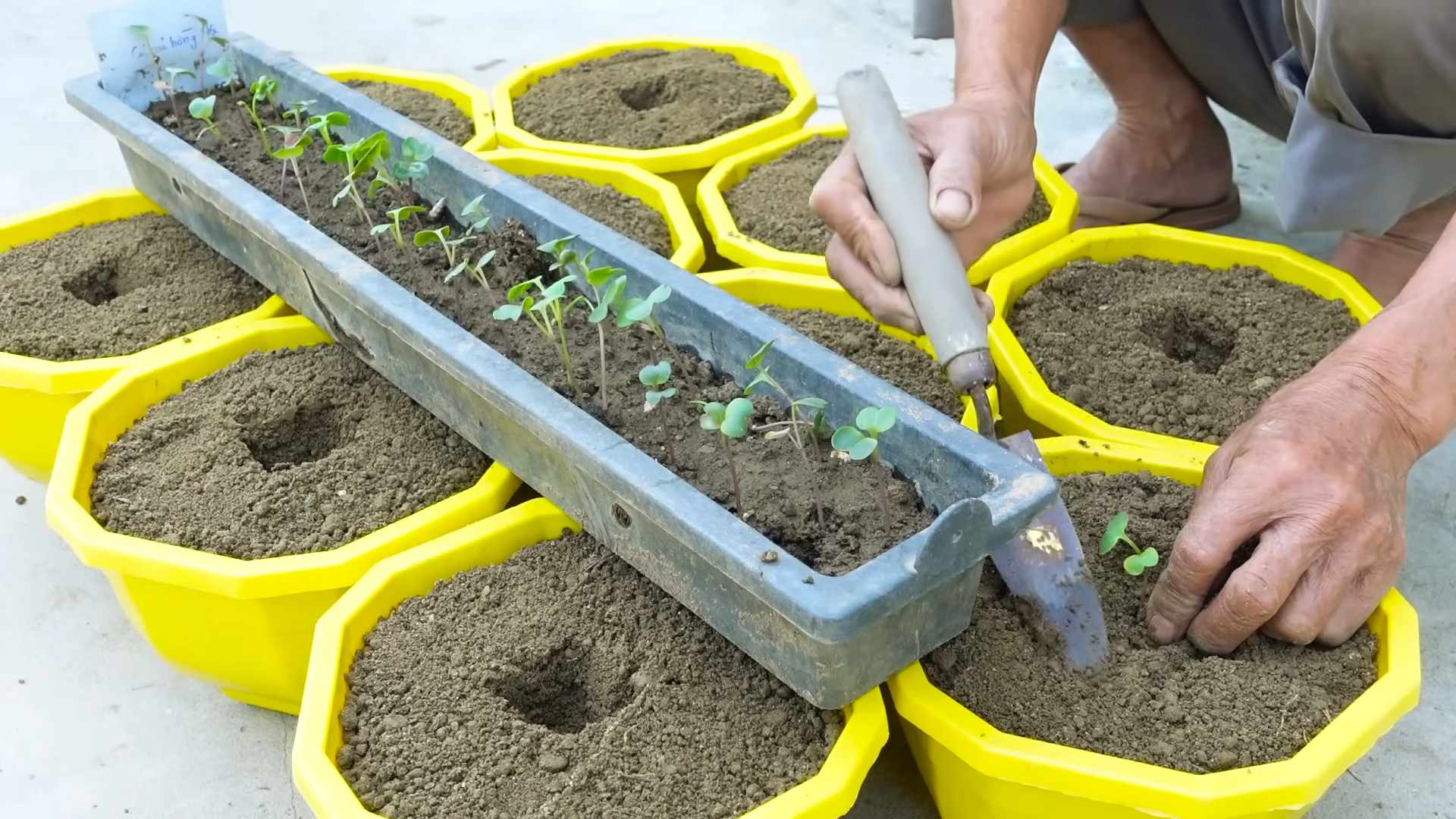 Grow Pink Radishes