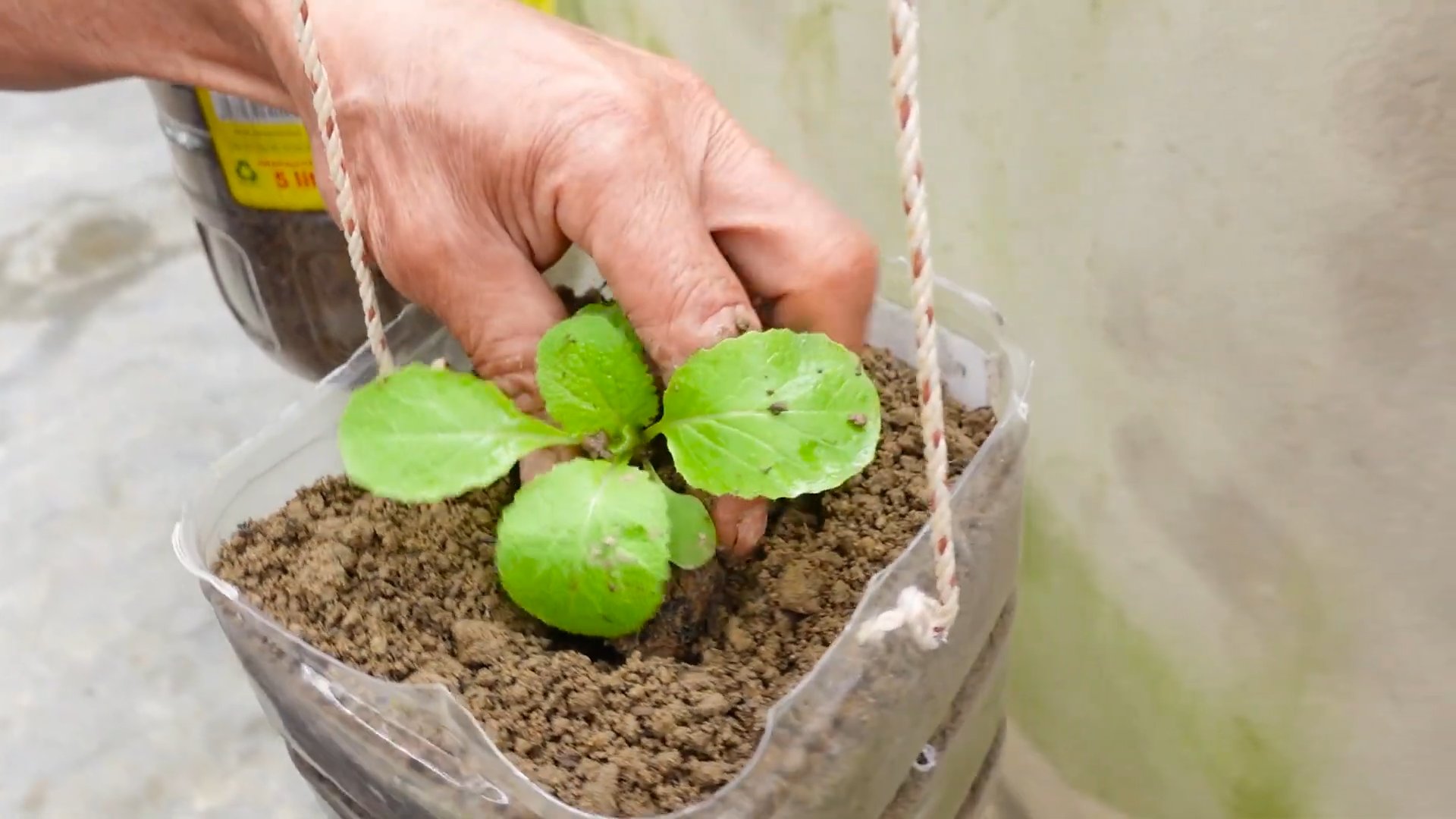 Growing Napa Cabbage at Home