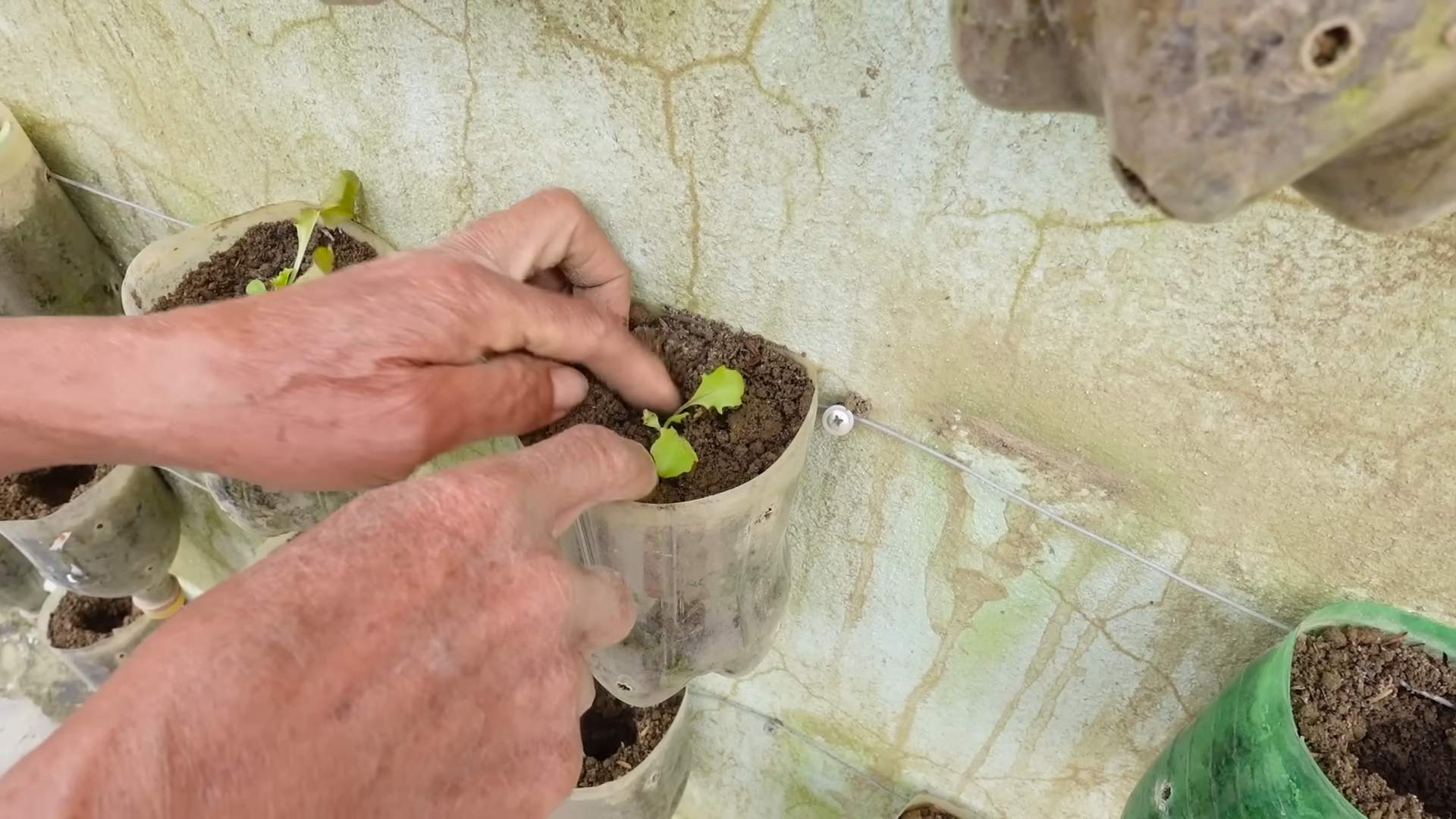 Vertical garden vegetables