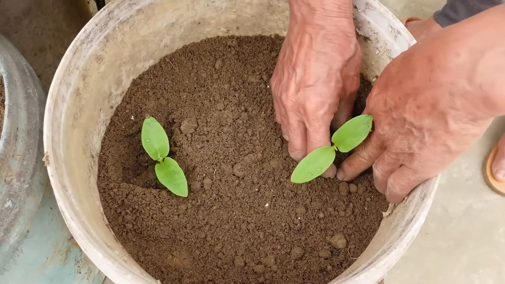 Vegetable tower gardening at home