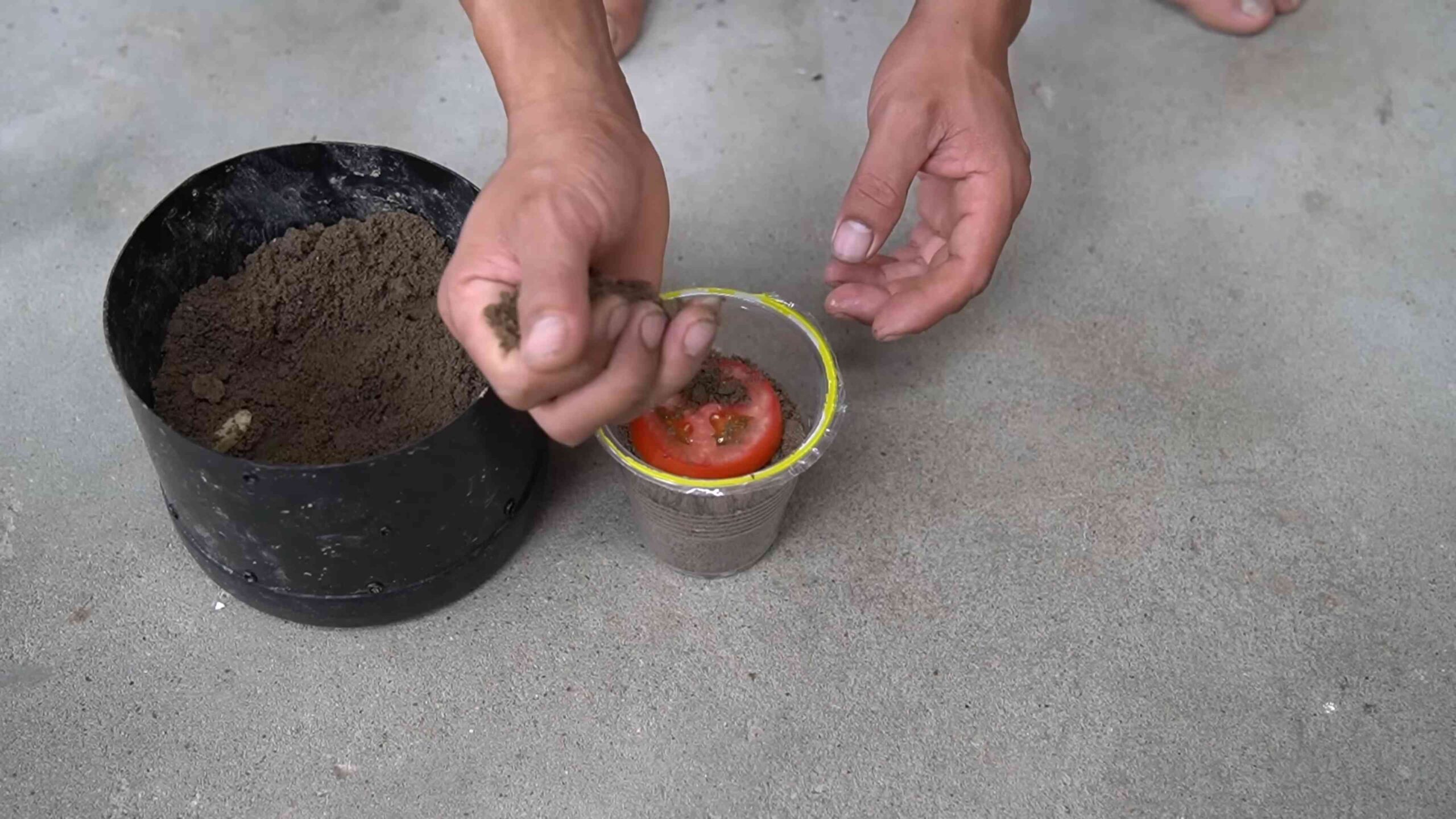 Grow high yield tomatoes