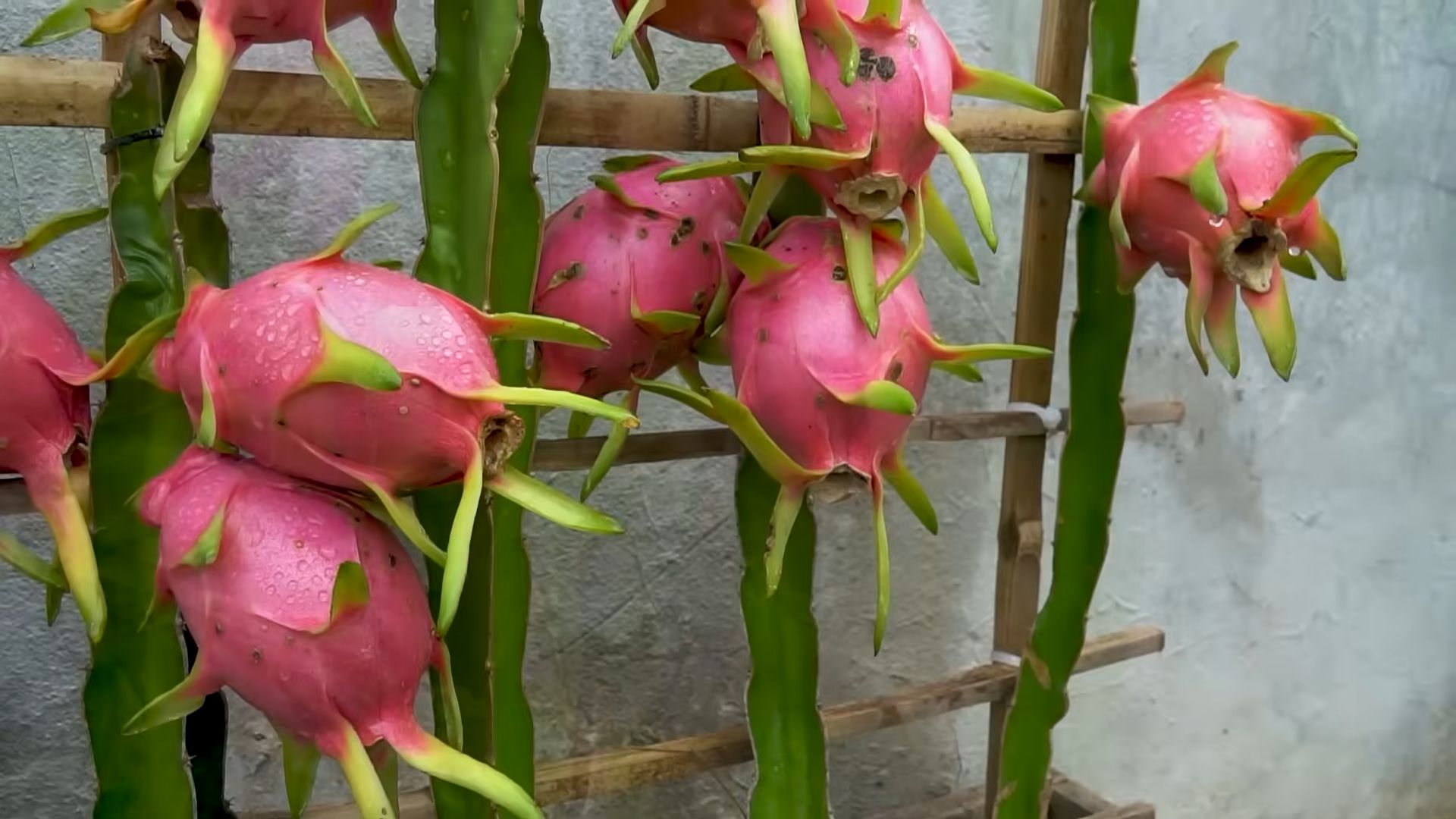 Grow Dragon Fruit at Home
