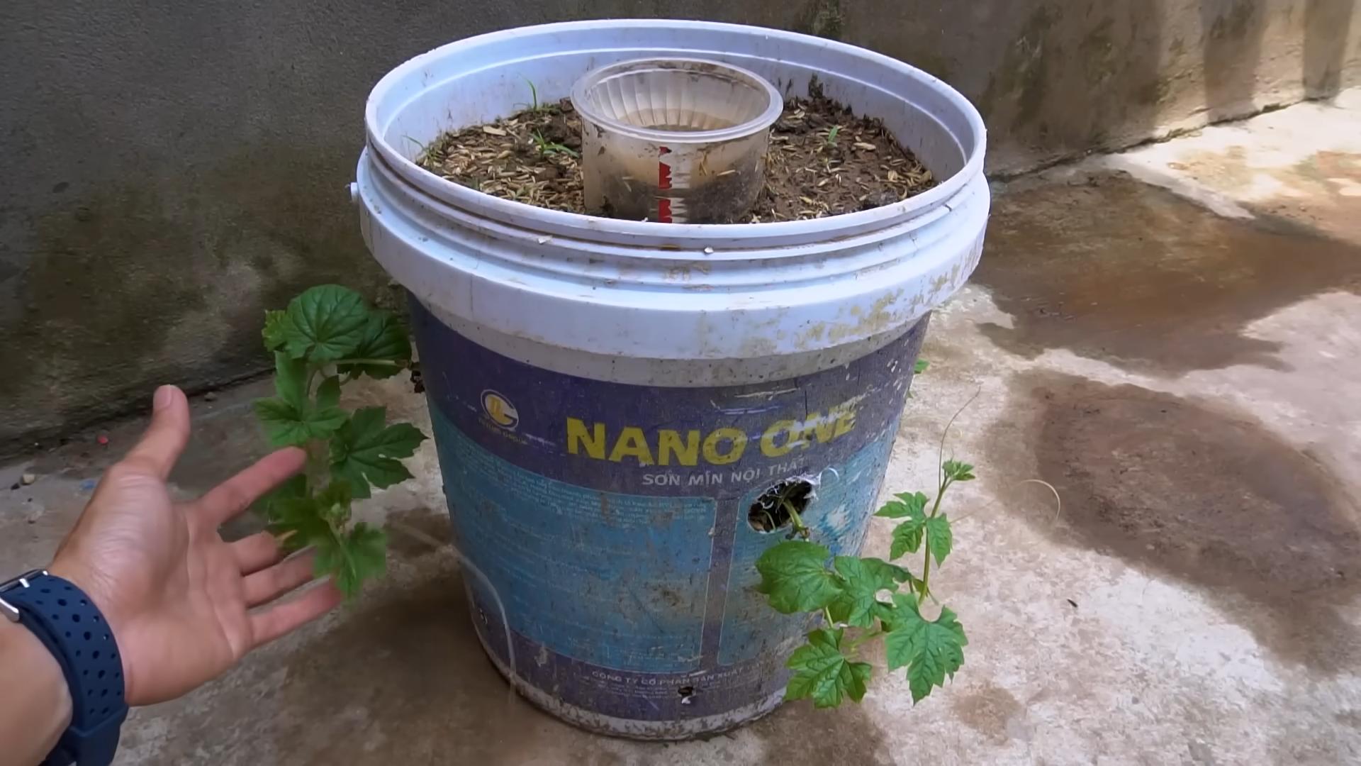Plant Bitter Gourd at Home