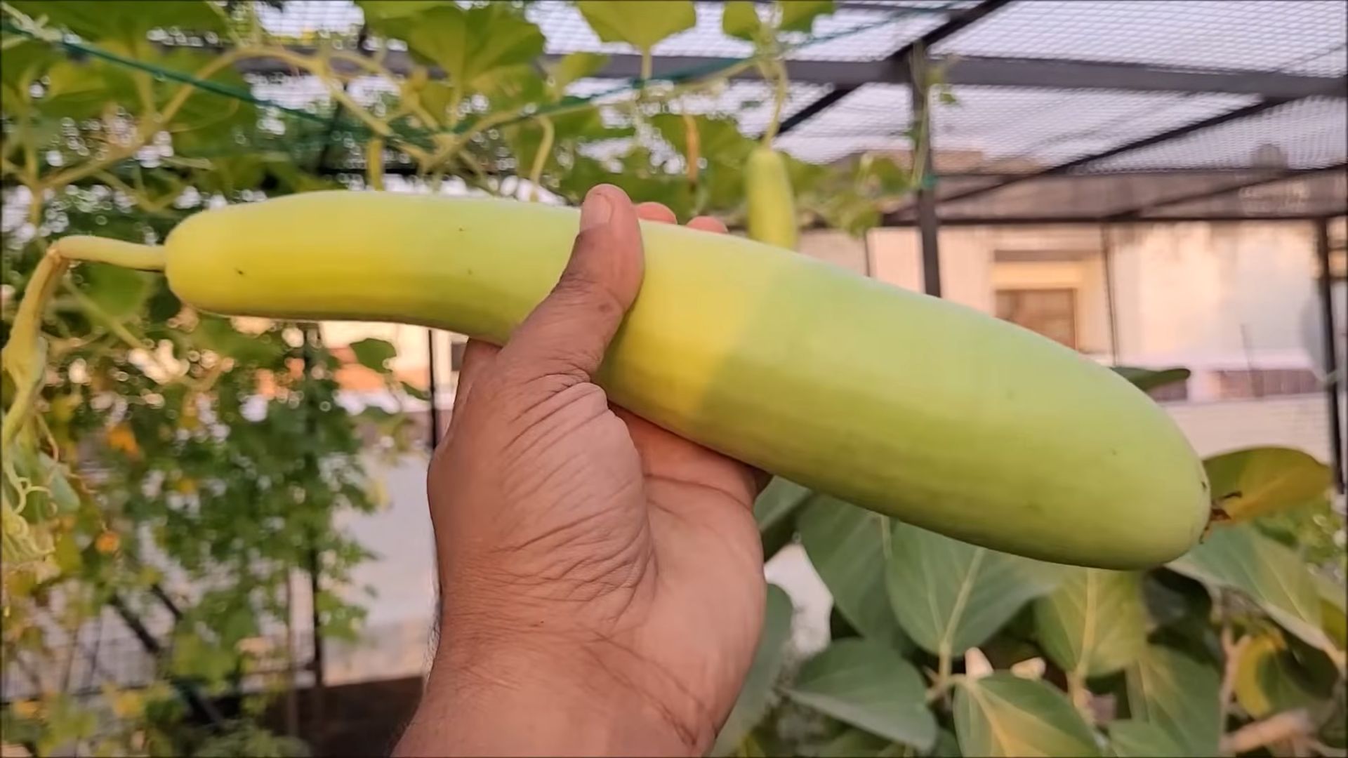 Bottle Gourd Small Space Growing