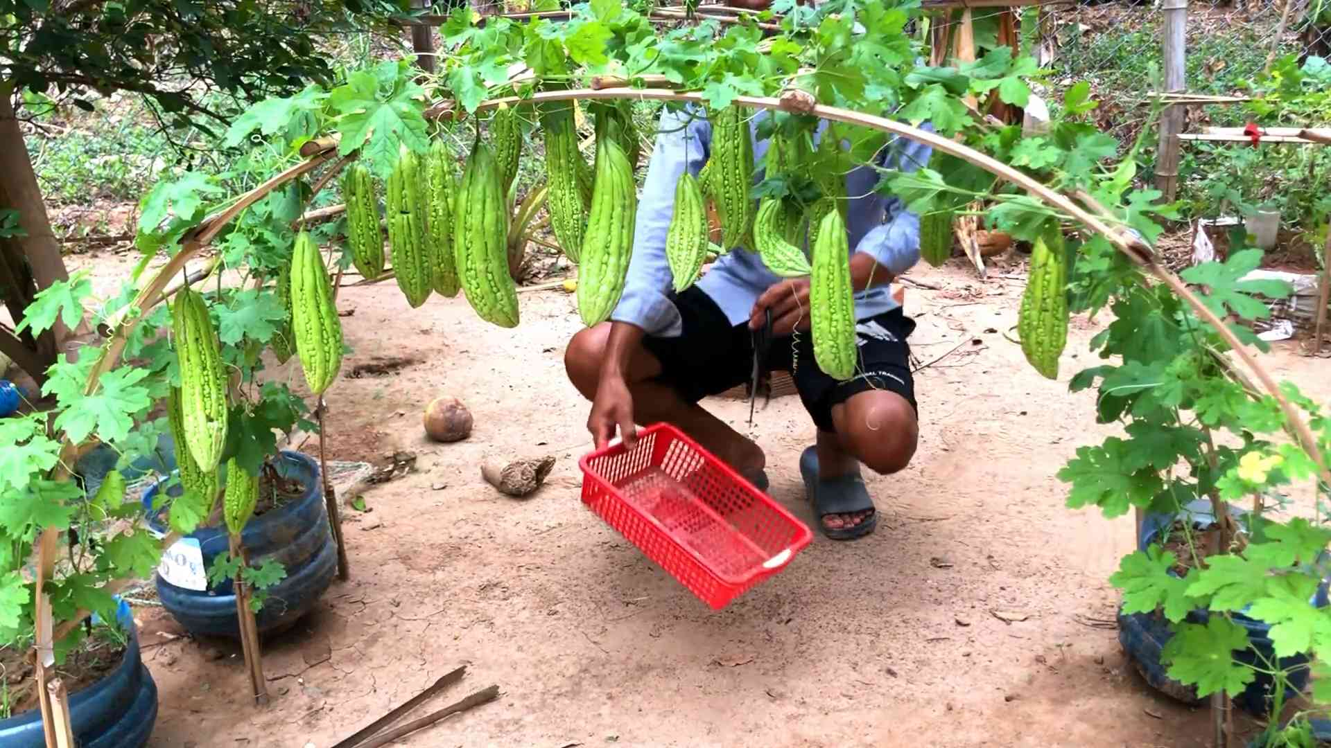 Growing Bitter Melon Home