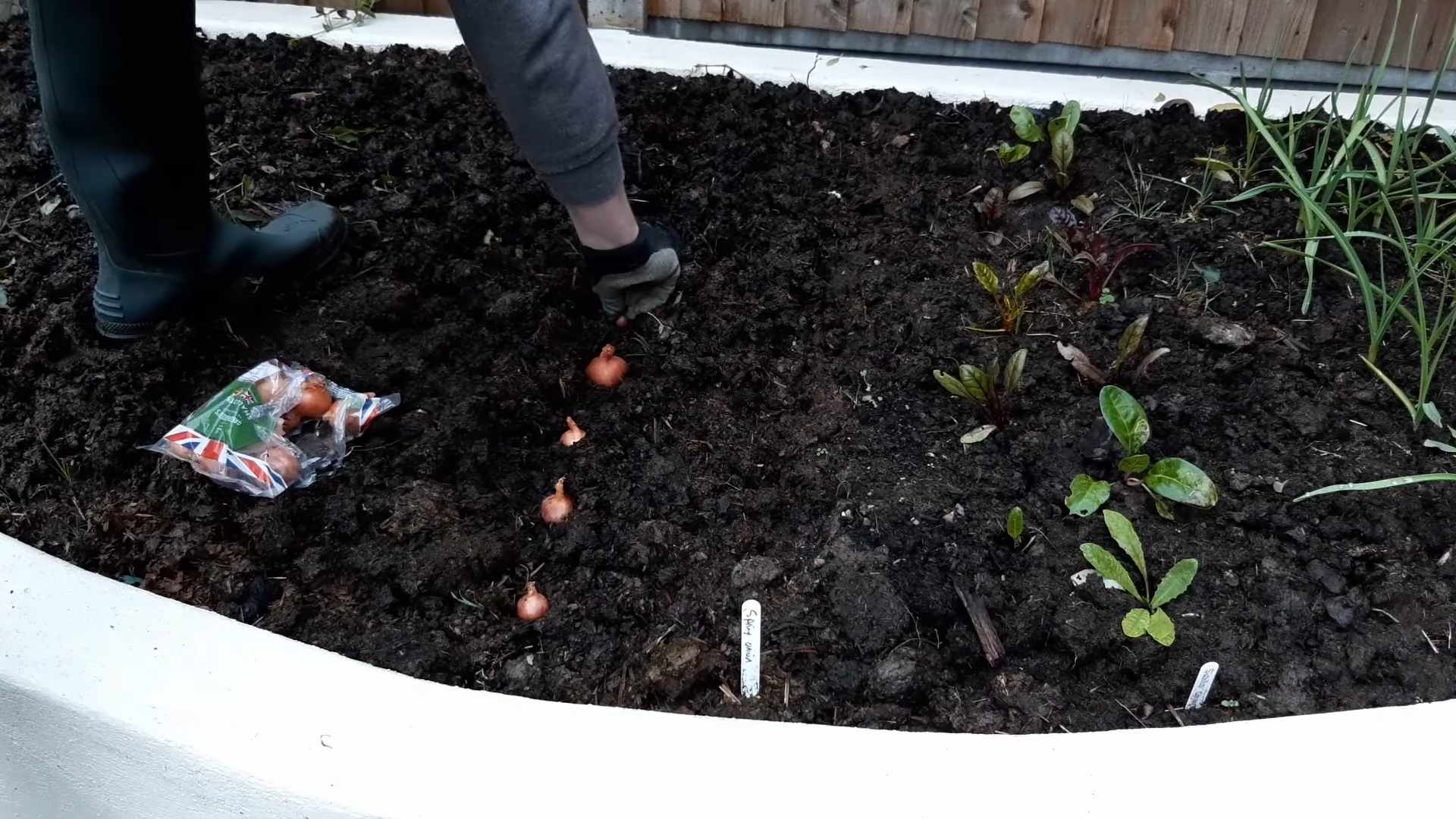 Growing Shallots at Home