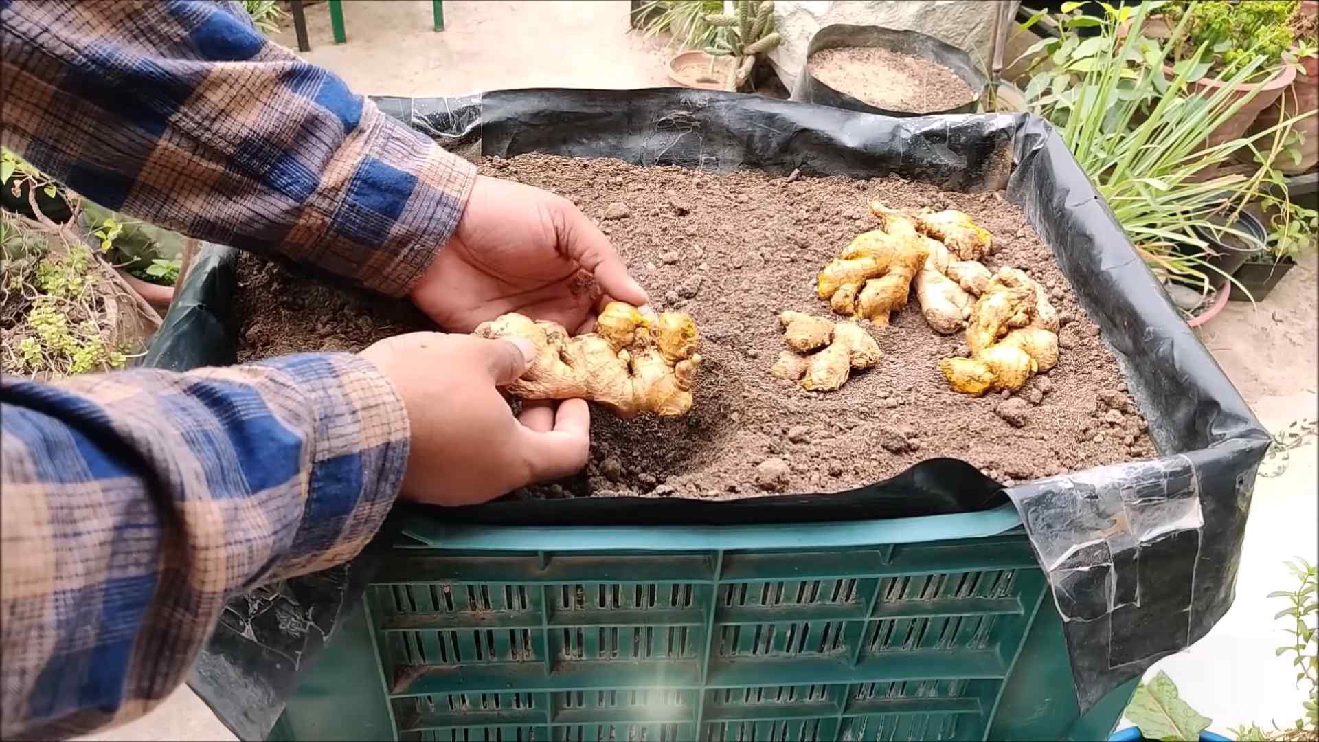 Grow Ginger Backyard