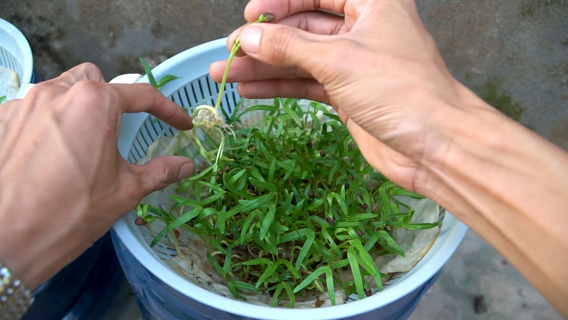 Hydroponic water spinach DIY