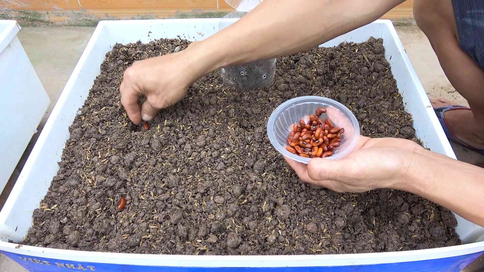 Plant Yardlong Beans Backyard