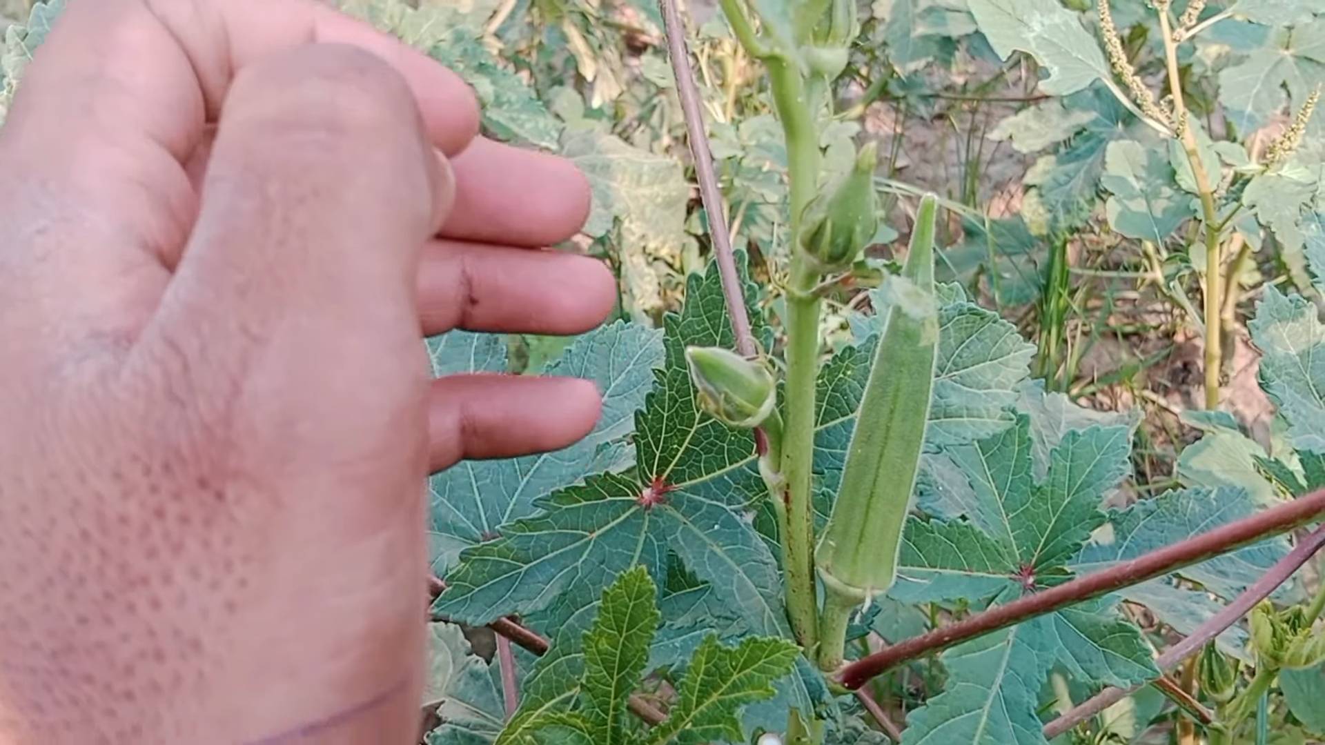 Okra Farming Pro Tips