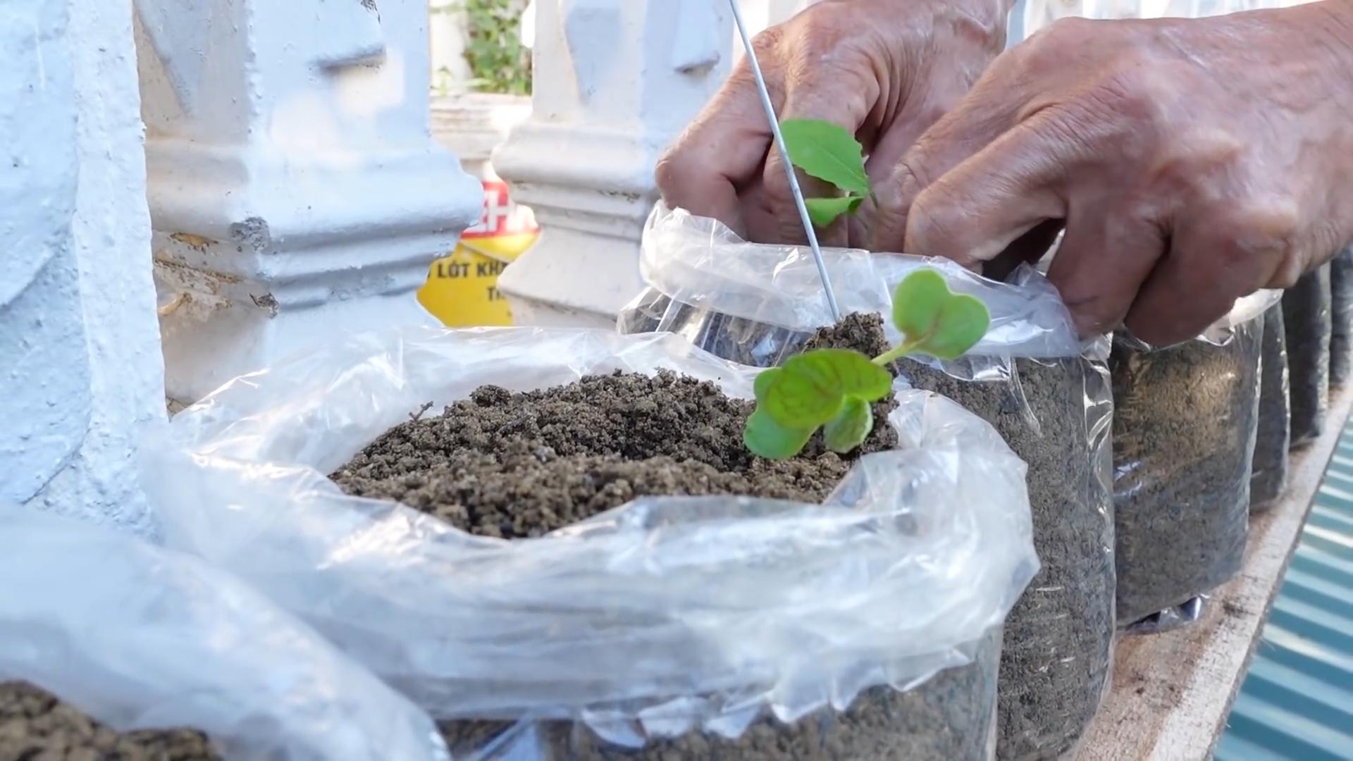 Growing Red Giant Mustard