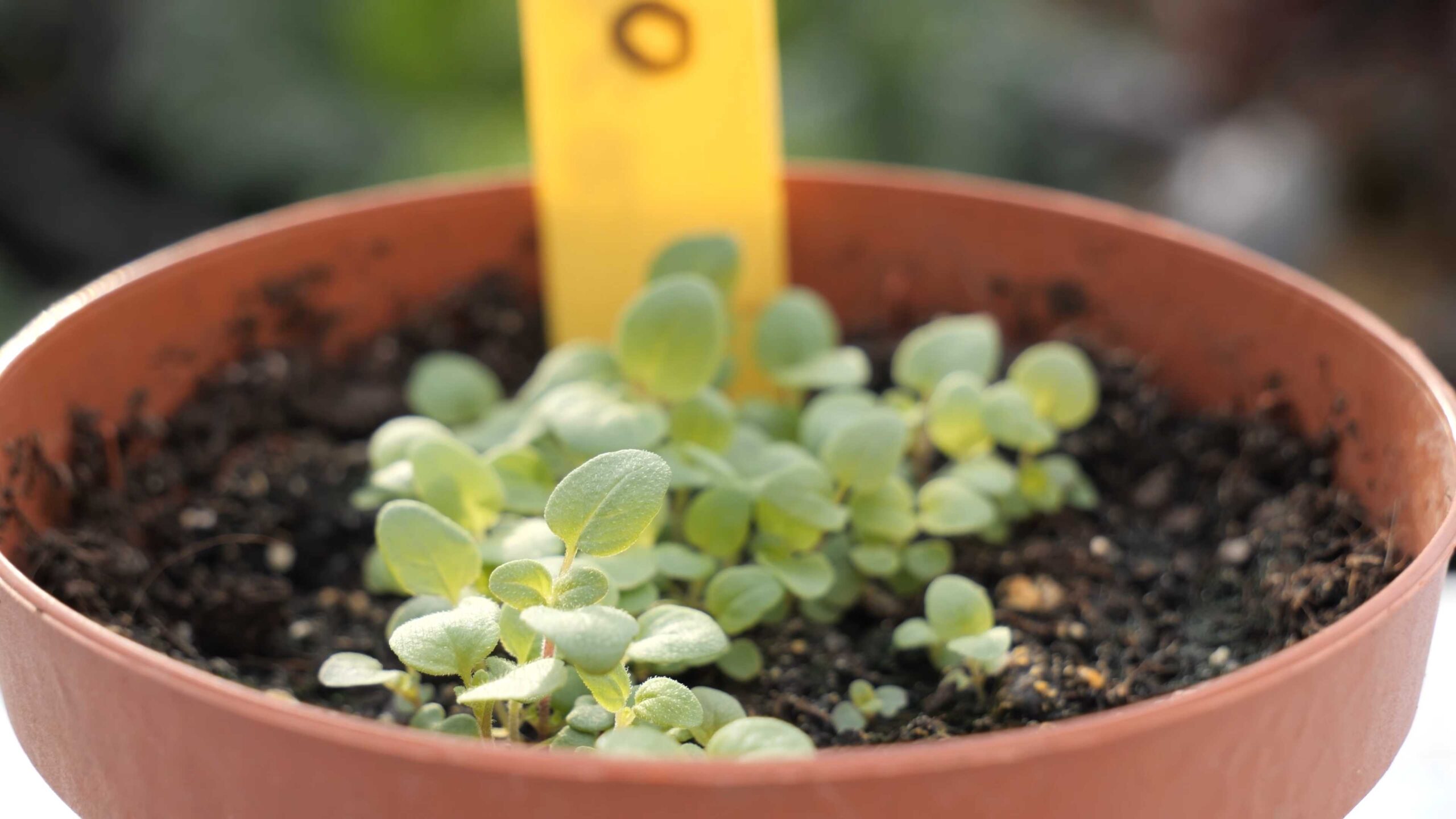 Growing Oregano Kitchen Garden