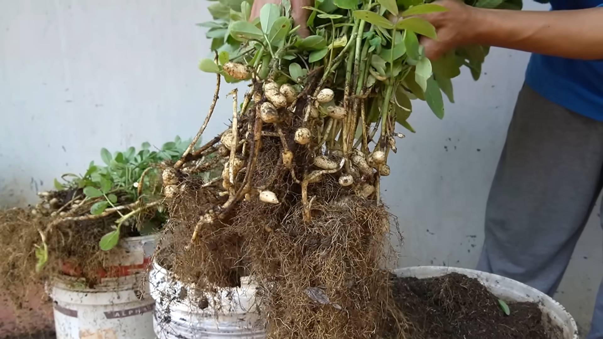 Growing Peanuts at Home