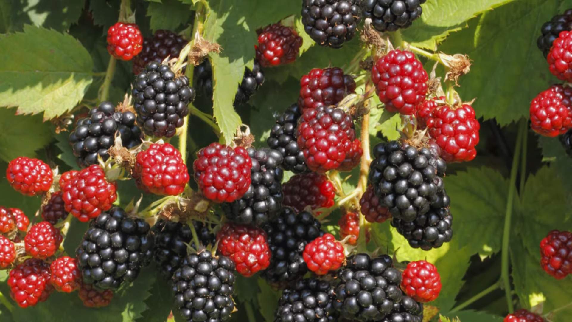 Raspberry cultivation at home