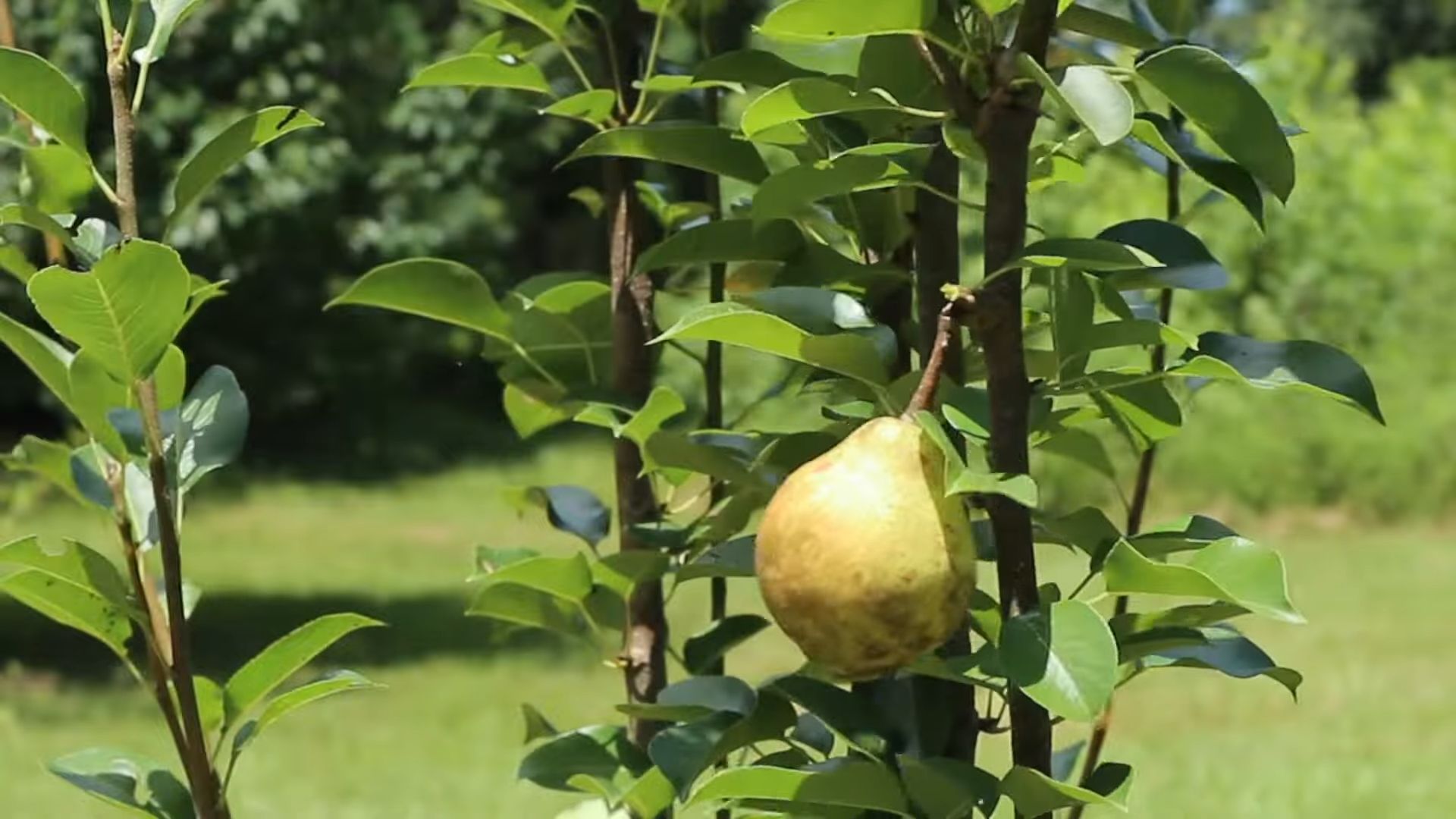 Growing Sweet Pears at Home