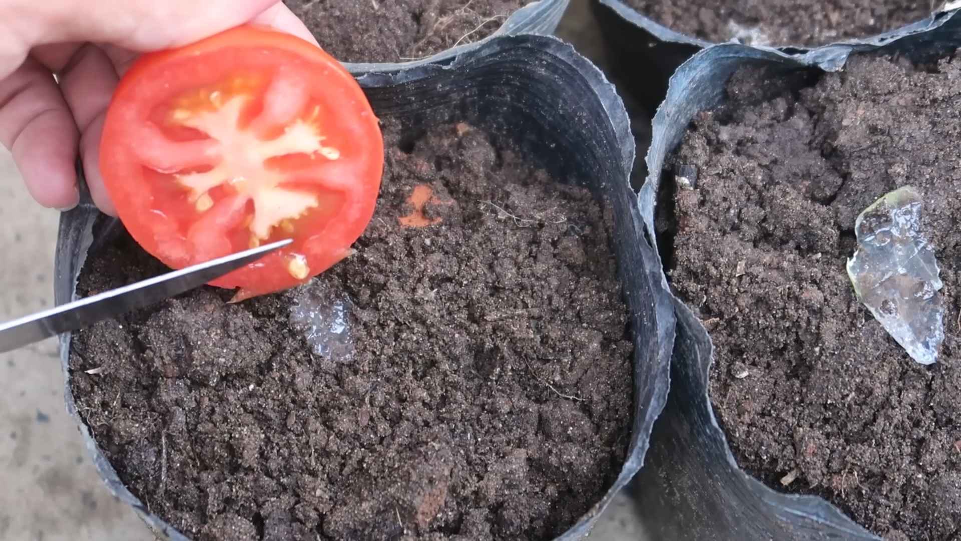 Grow Tomatoes Backyard