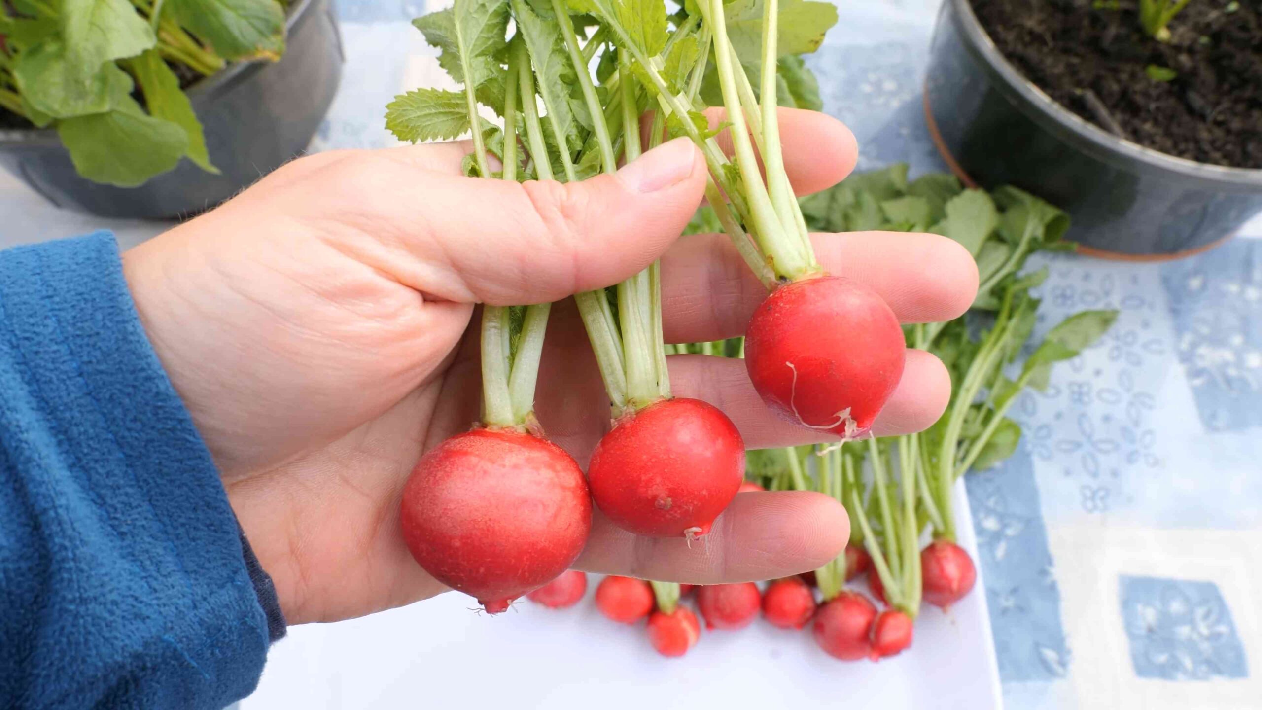 Grow Radishes in Small Spaces