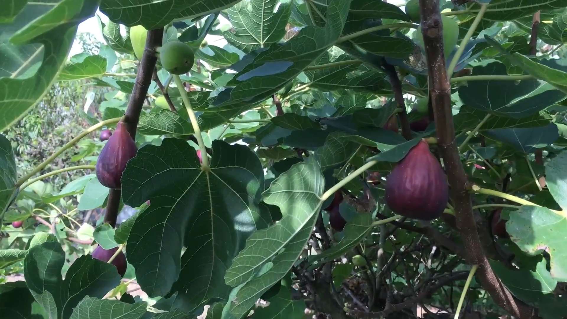 Growing Figs at Home
