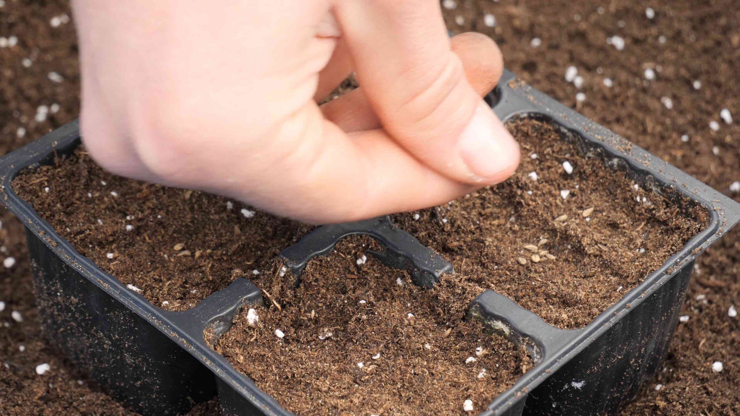 Parsley beginner gardener herb