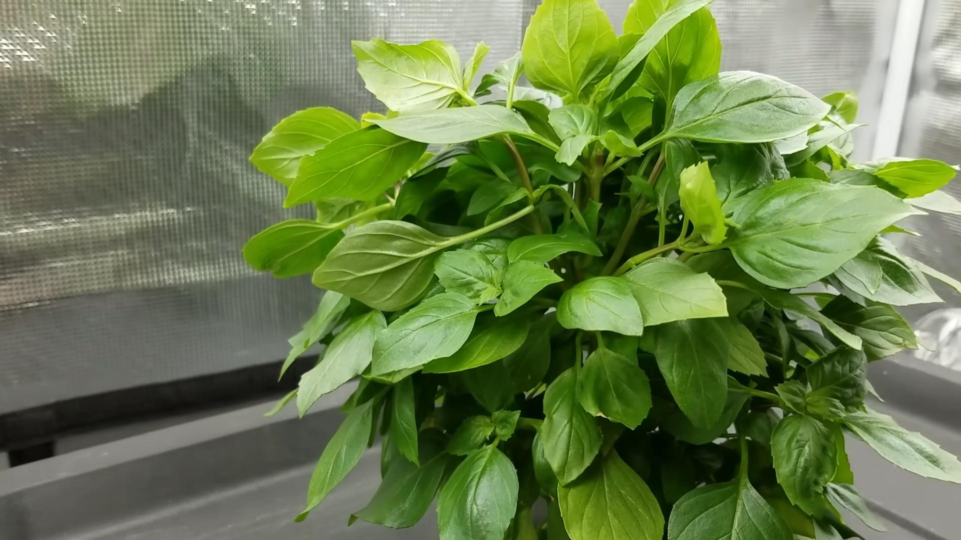 Growing Basil Easy