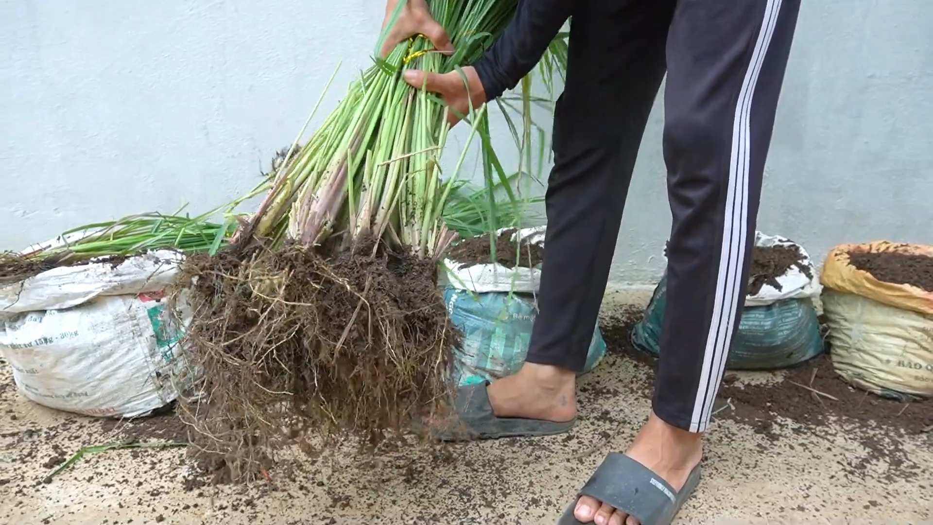 Lemongrass home healing vibes