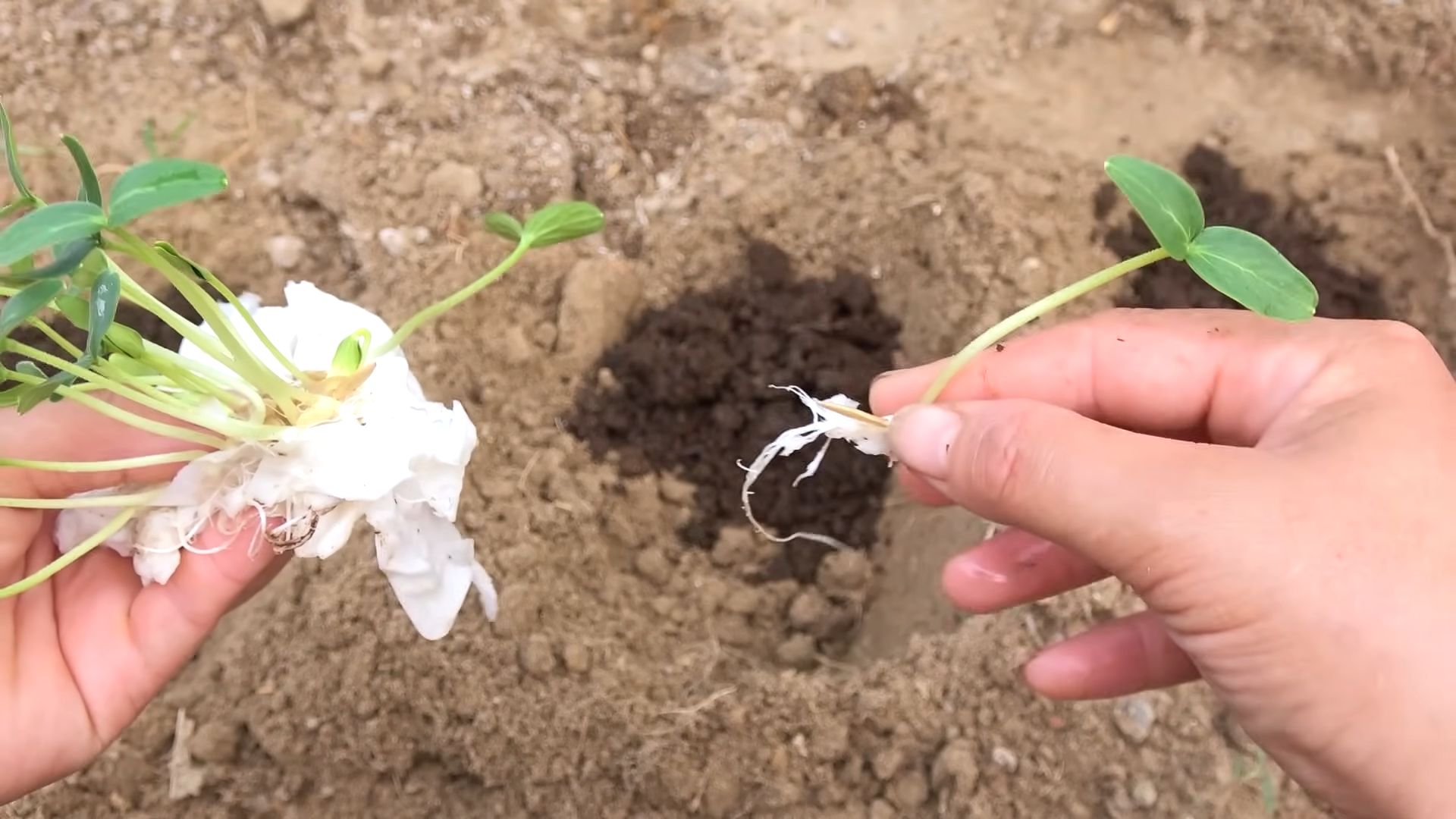 Grow Cucumbers for Beginners