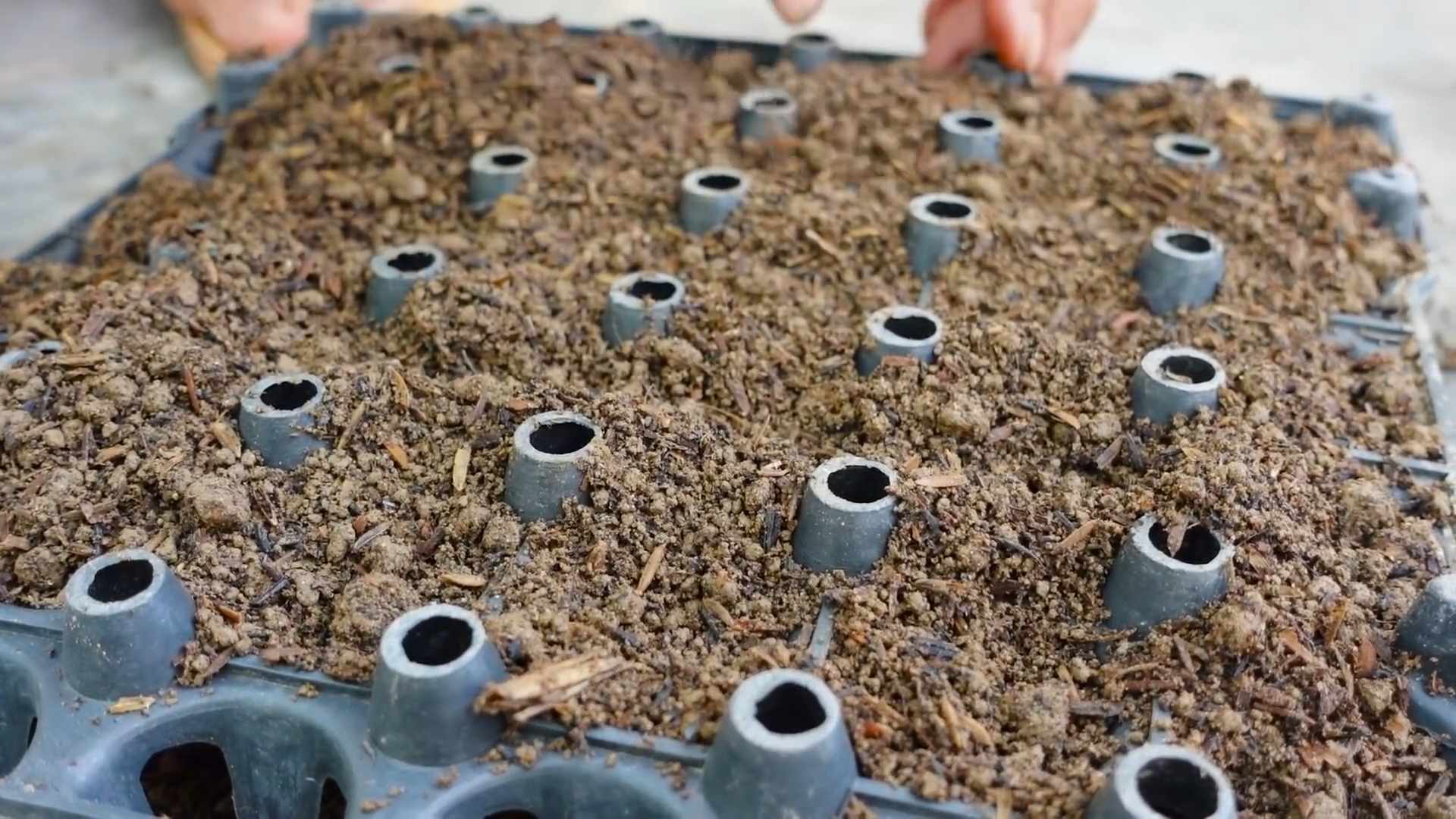 Grow Leaf Mustard