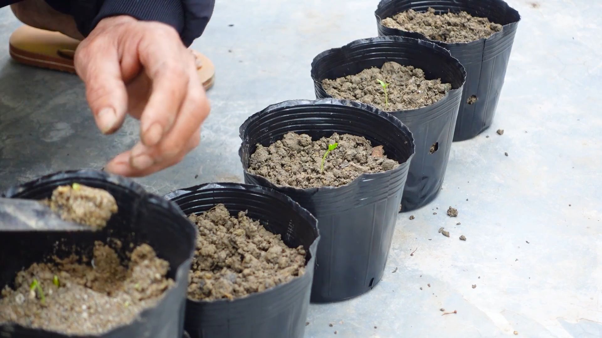 Grow Bell Peppers at Home