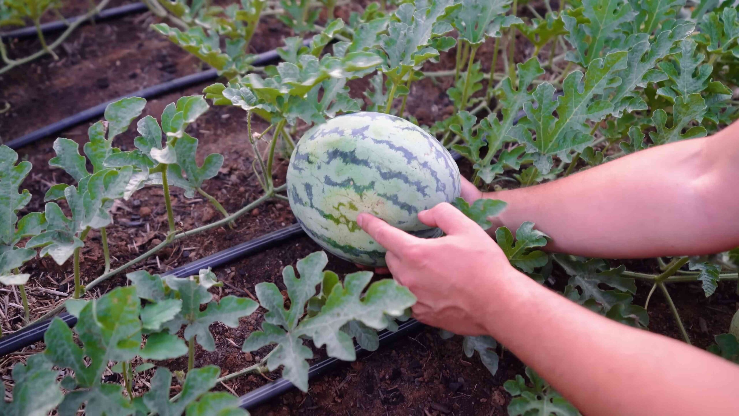 Grow Watermelon in Your Garden