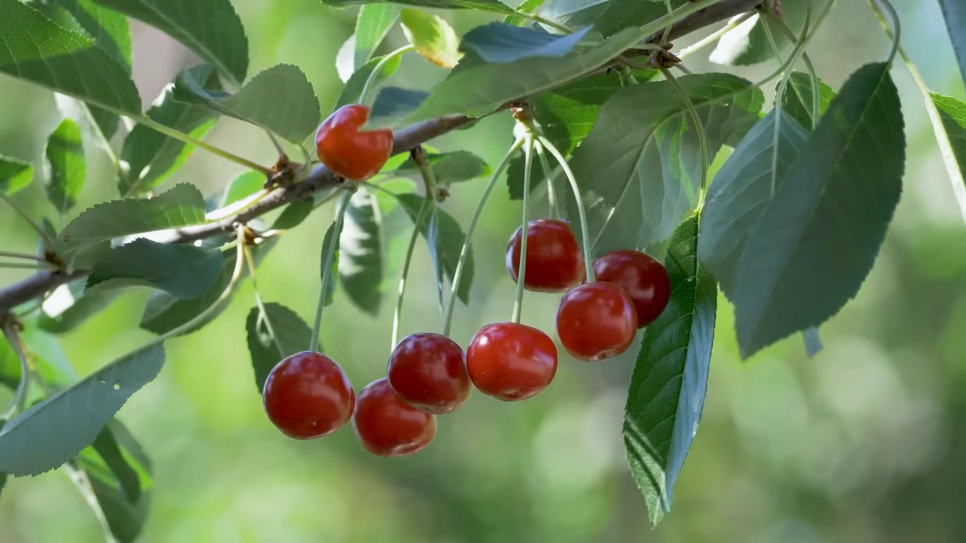 Growing Cherry Trees