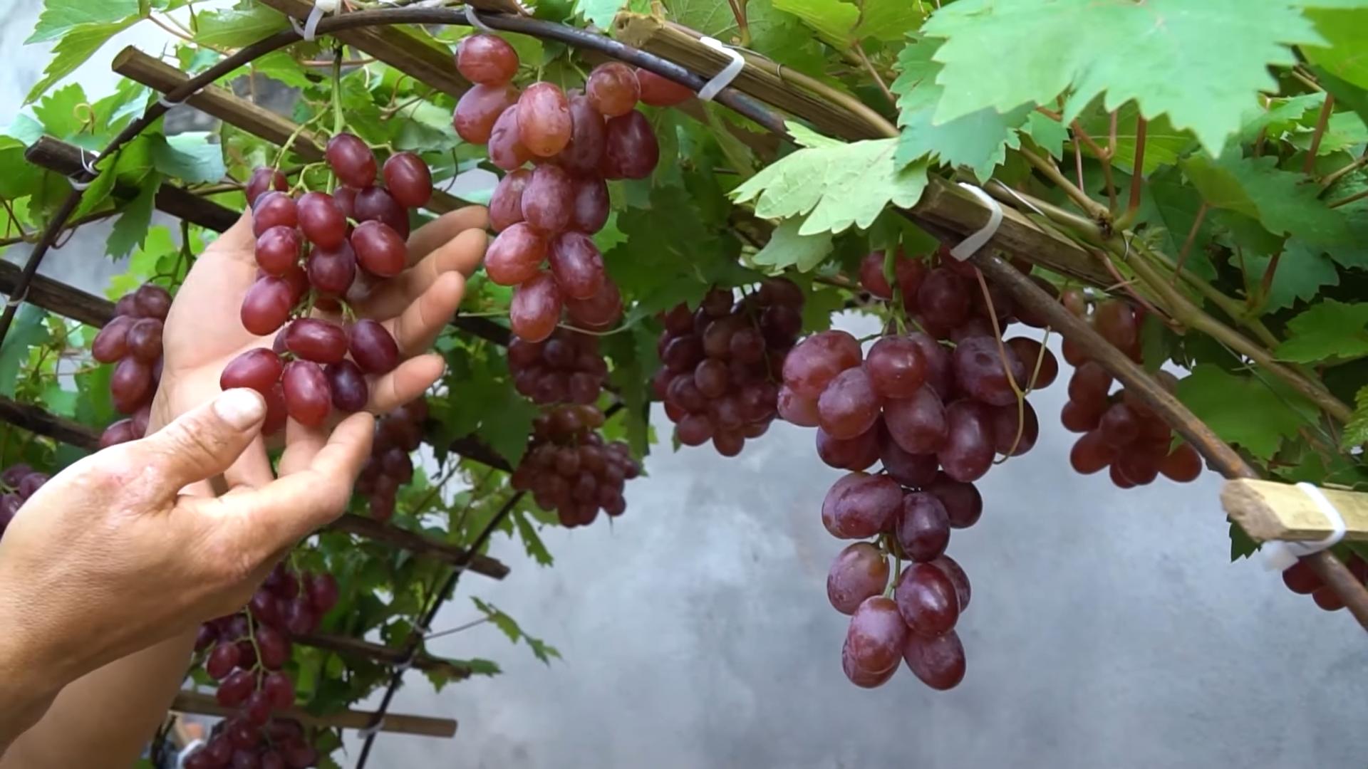 Grow grapes backyard