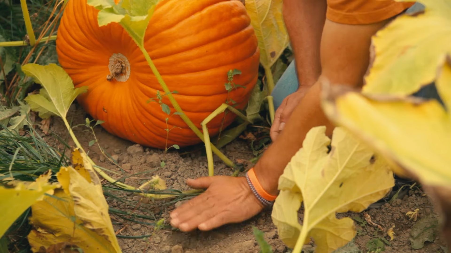 Harvesting Pumpkins at Home