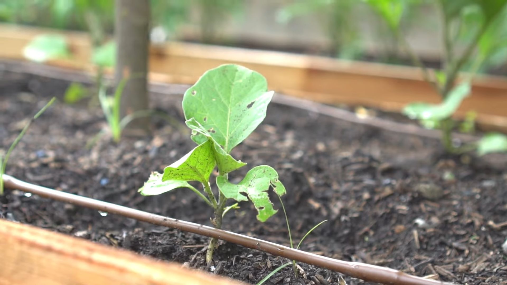 Growing Eggplant on Balcony