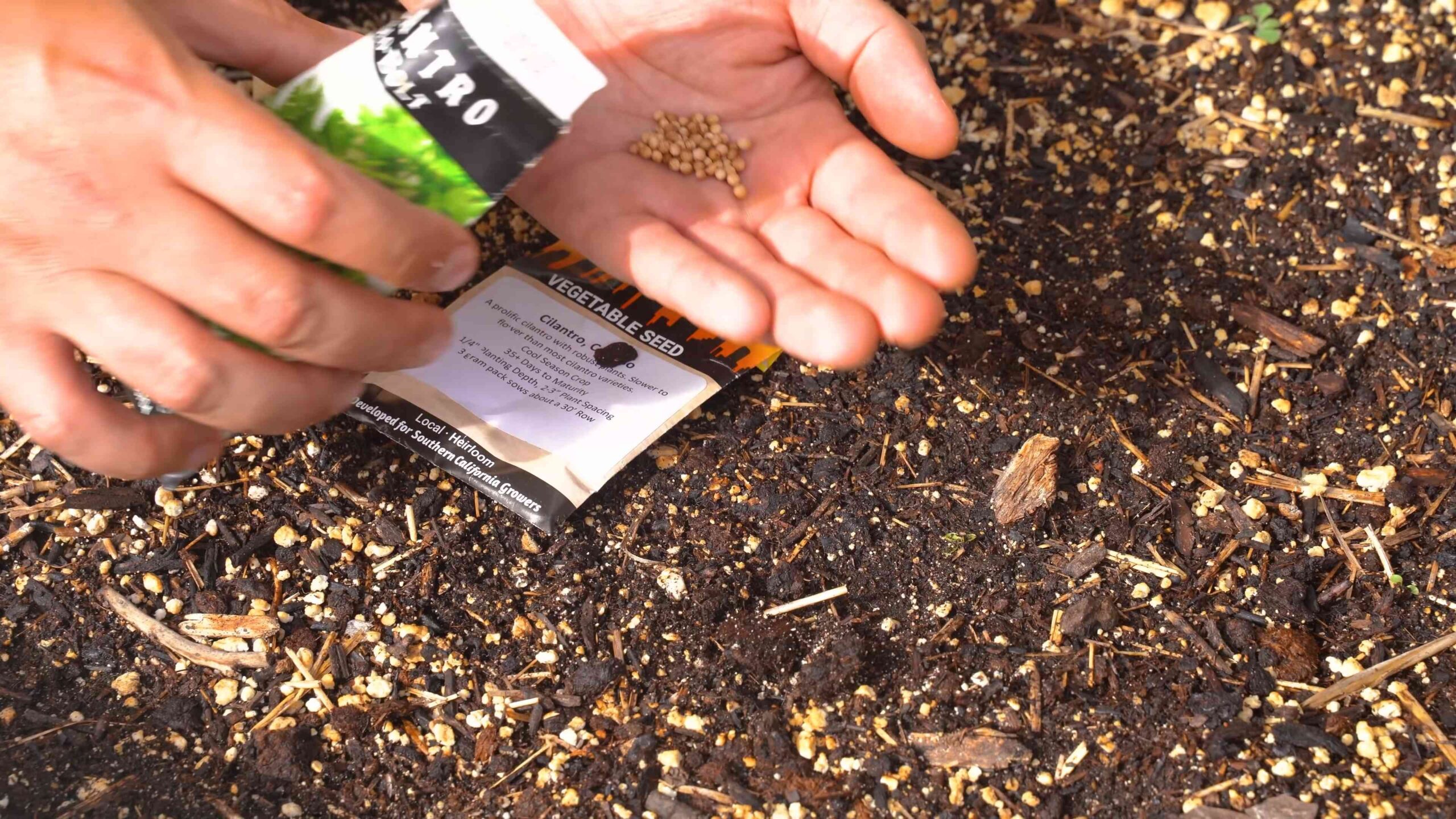 Grow Cilantro at Home