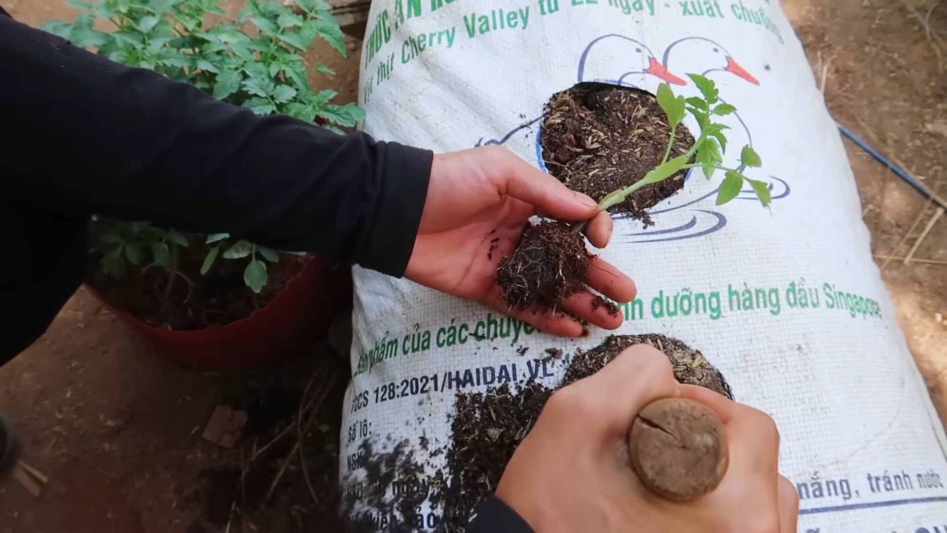 Juicy Tomatoes Growing Tips