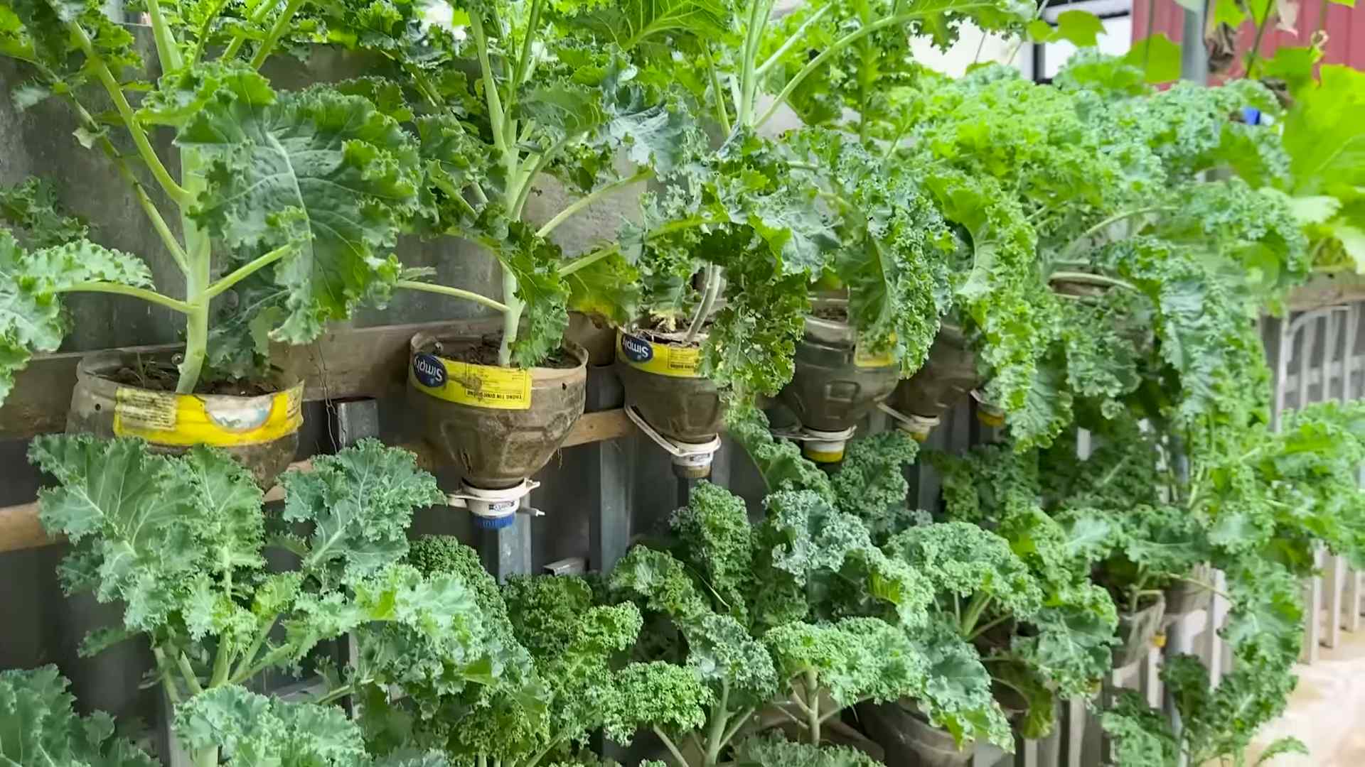 Grow Kale at Home